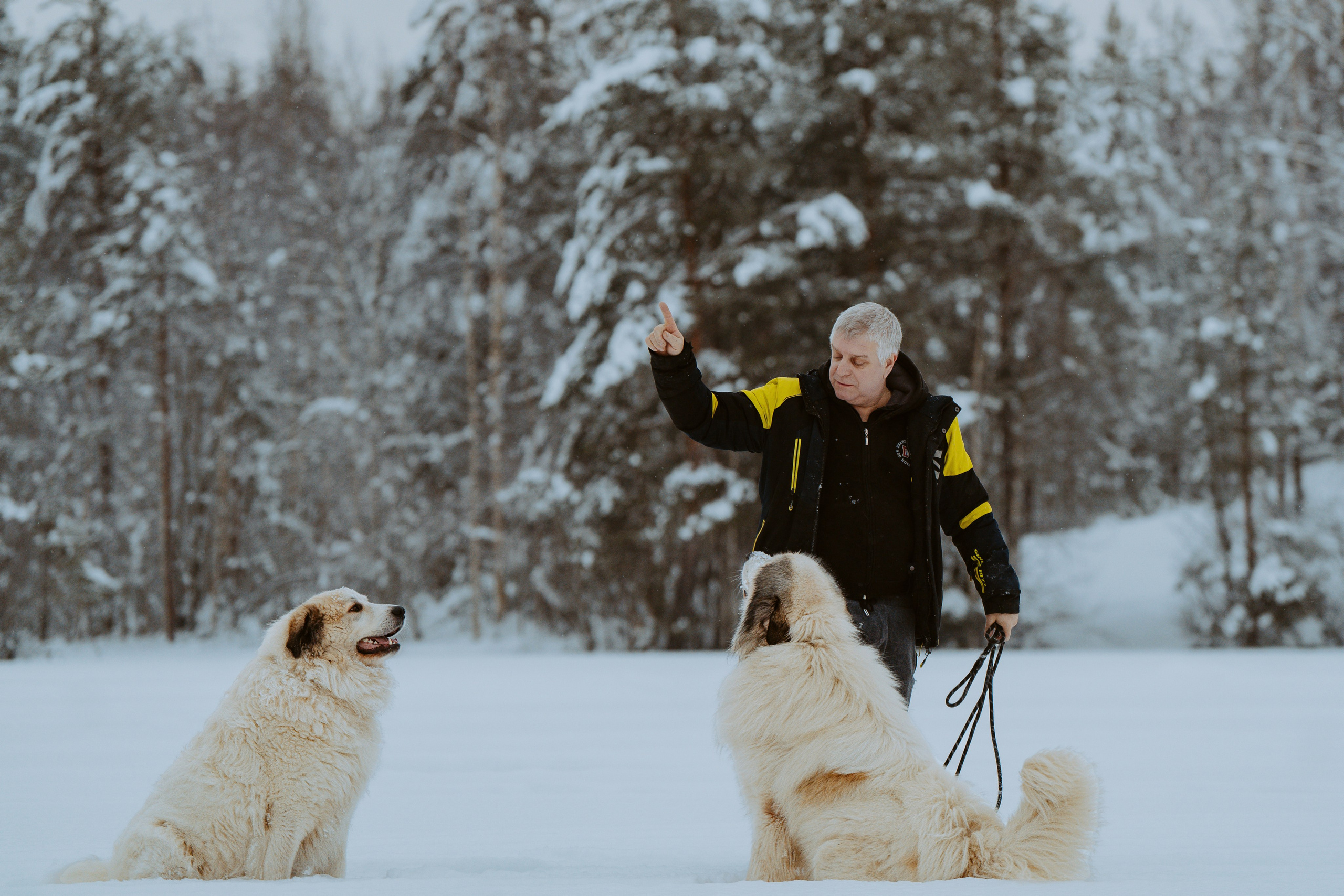Фотограф питомцев в Санкт-Петербурге. Фотограф анималист в Спб недорого Олеся Майорова