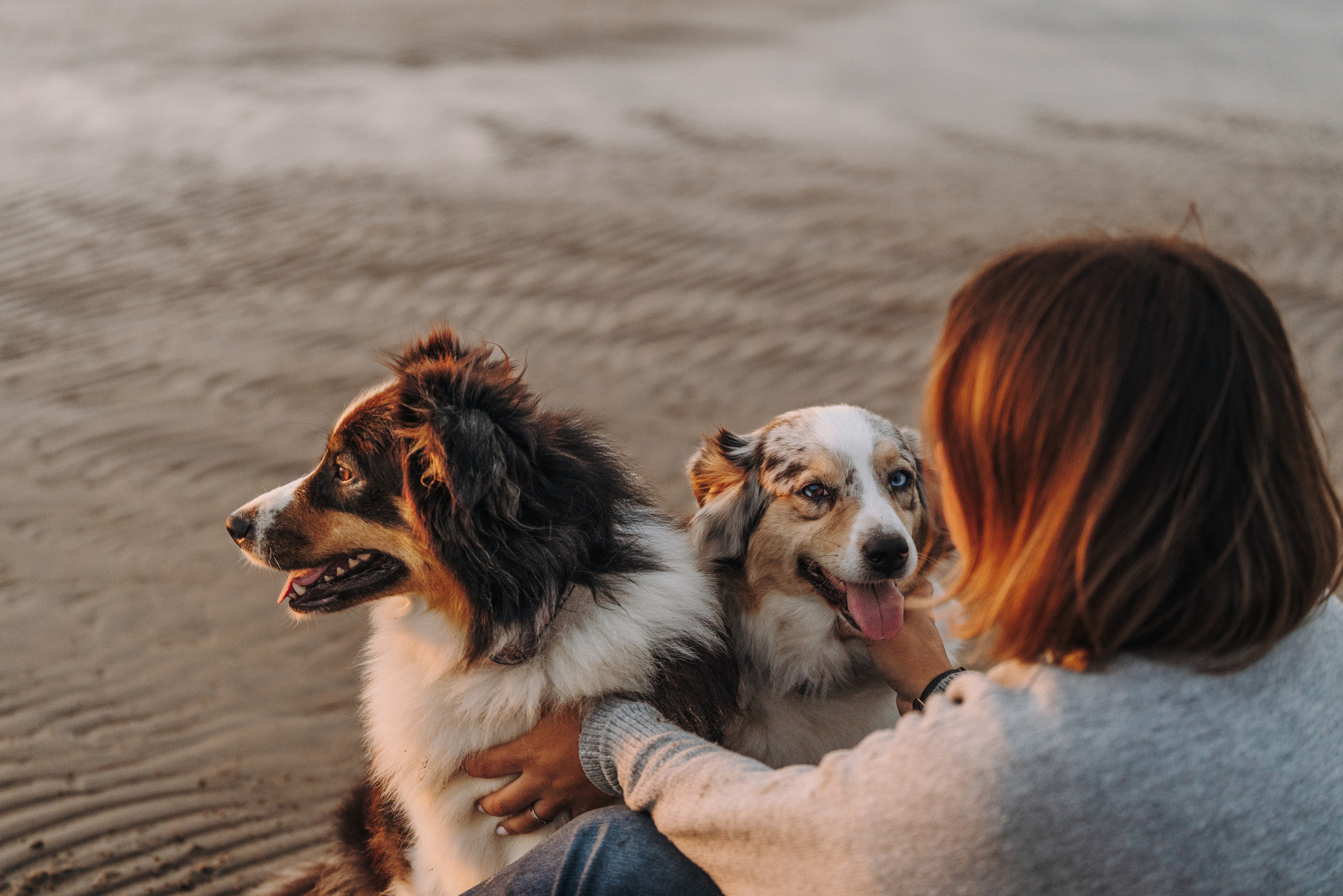 Фотограф анималист в Спб. Фотограф анималист в Спб недорого Олеся Майорова