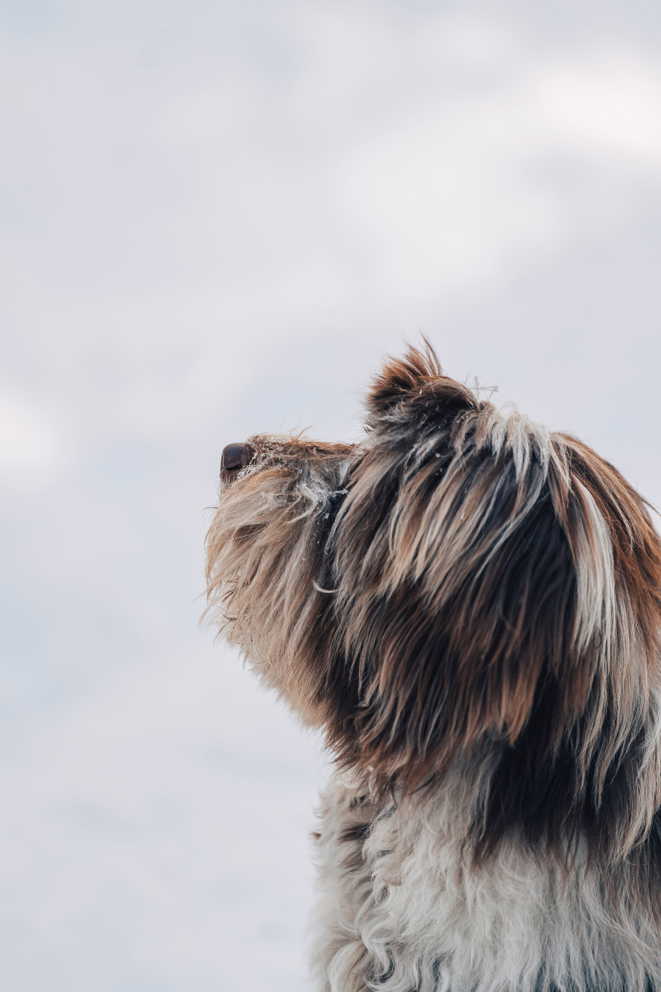 Хэйзел и её семья. Фотограф анималист в Спб недорого Олеся Майорова