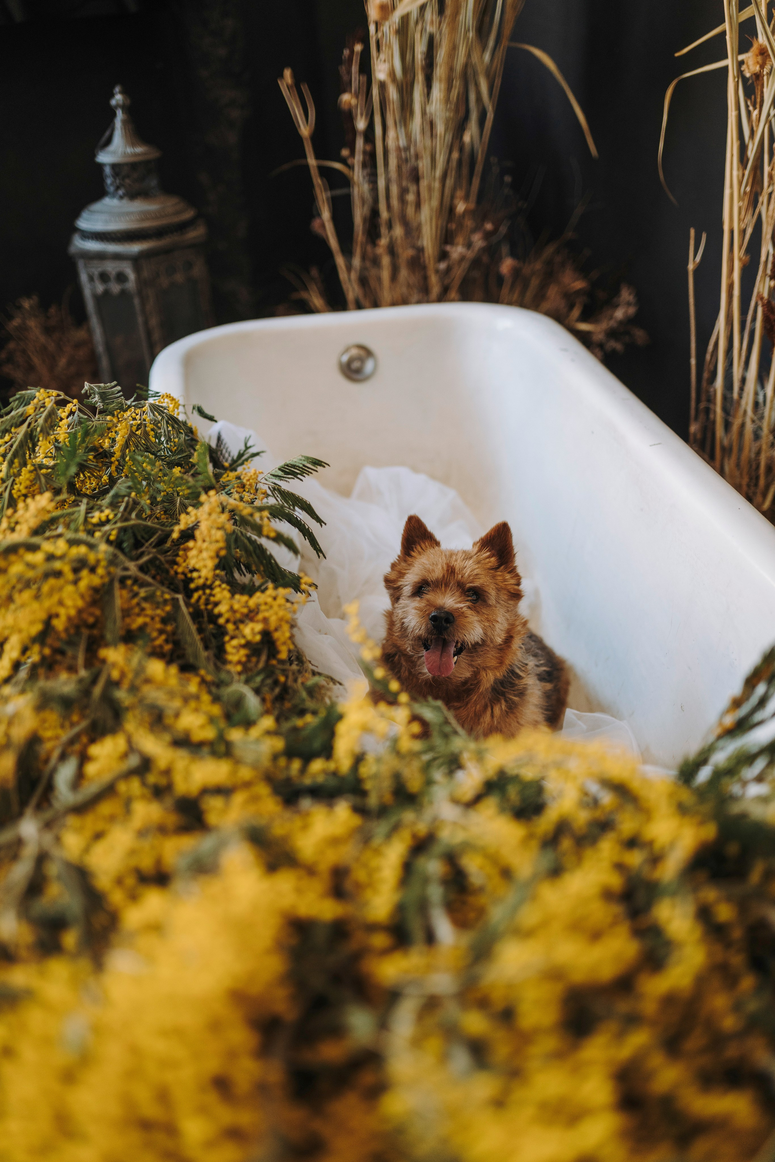 Маша и Рамси. Фотограф анималист в Спб недорого Олеся Майорова