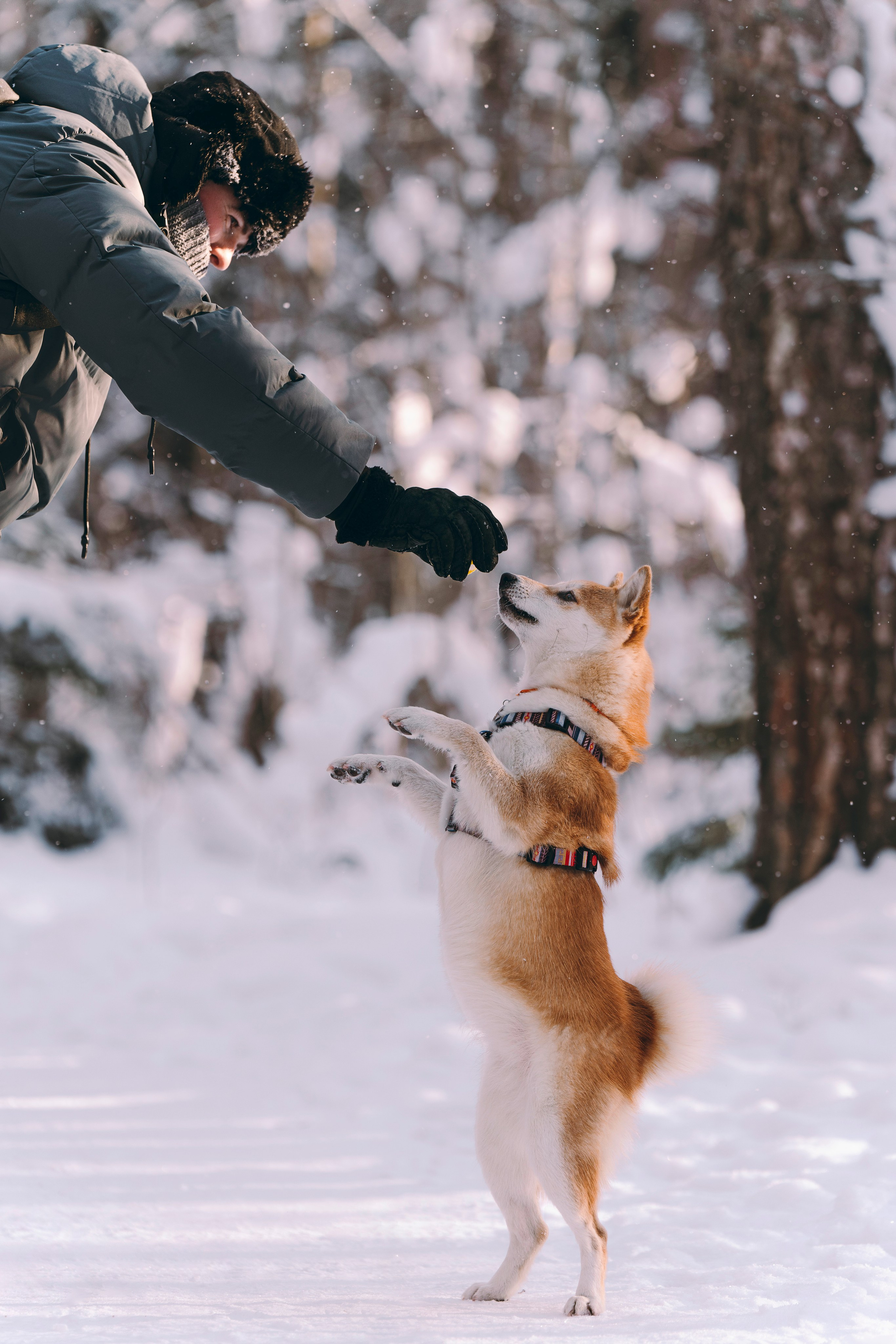 Каори, Анна и Антон. Фотограф анималист в Спб недорого Олеся Майорова