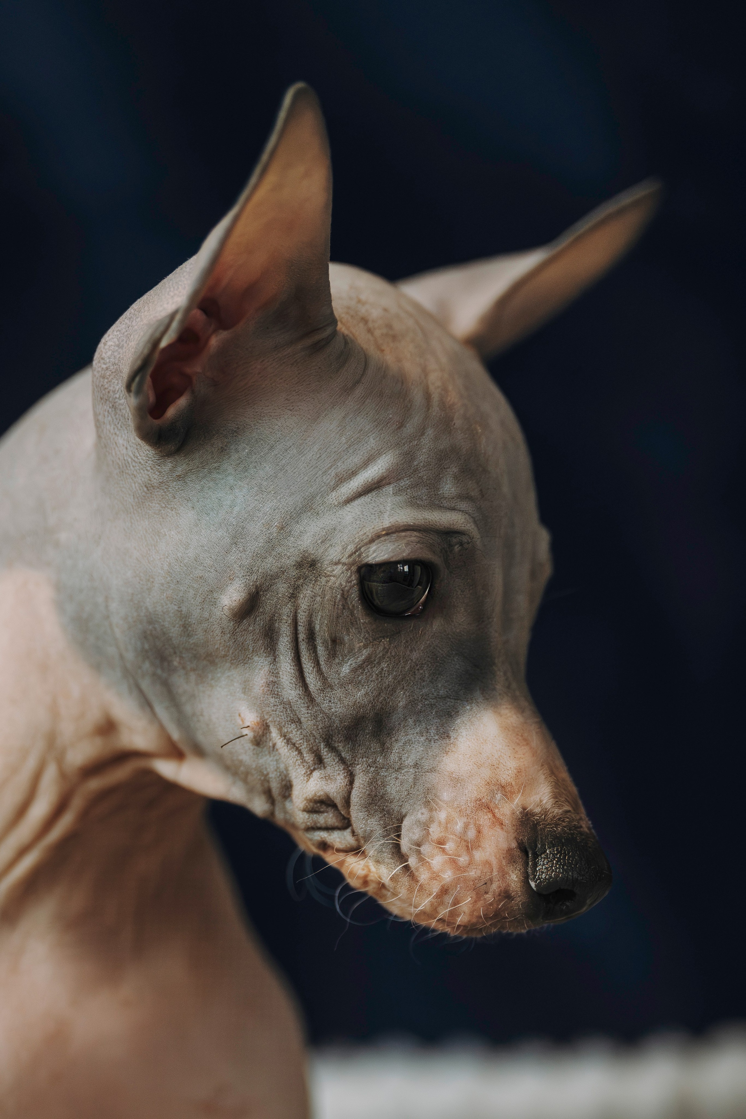 Малыши американского голого терьера. Фотограф анималист в Спб недорого Олеся Майорова