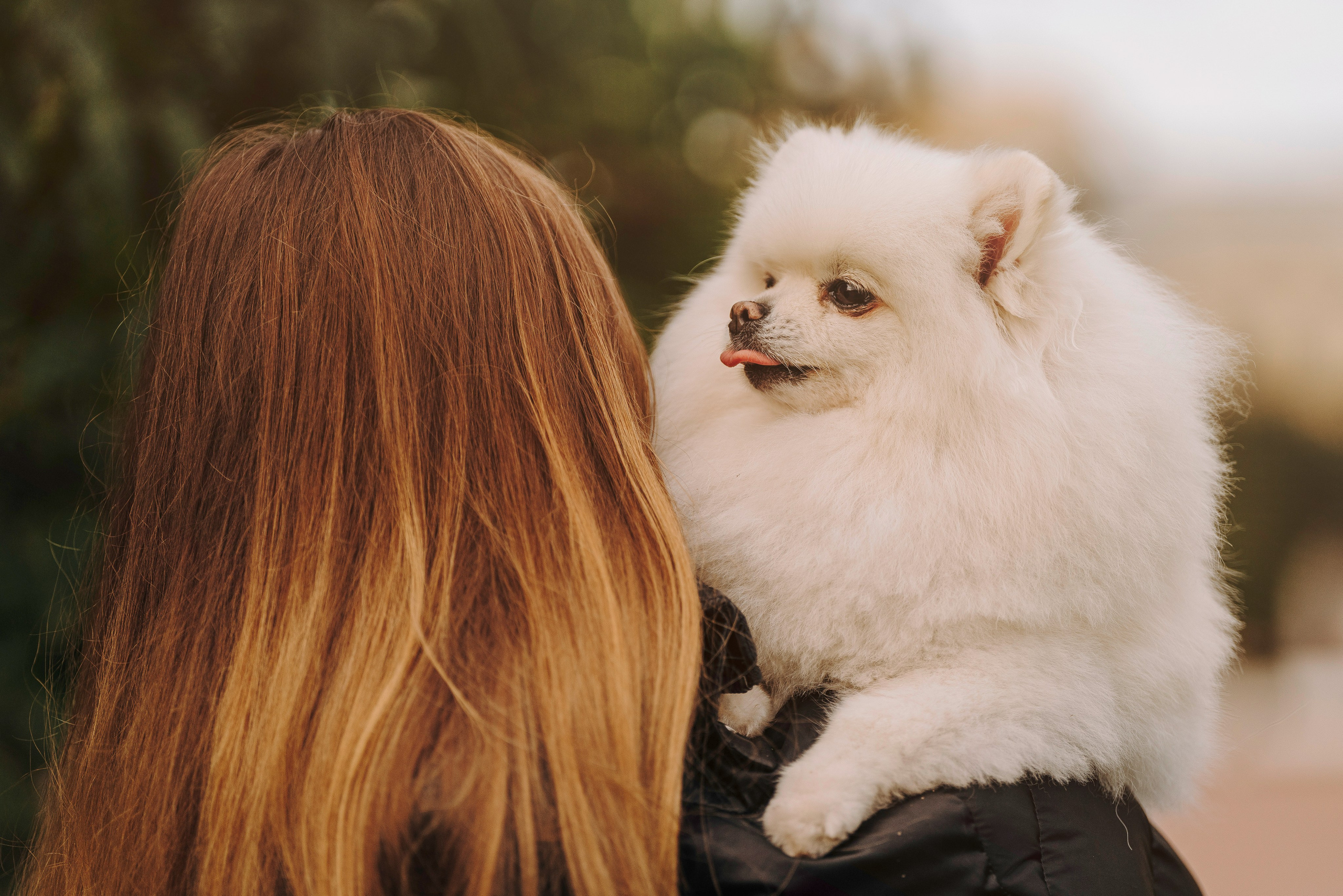 Фотосессия с померанским шпицем. Фотограф анималист в Спб недорого Олеся Майорова