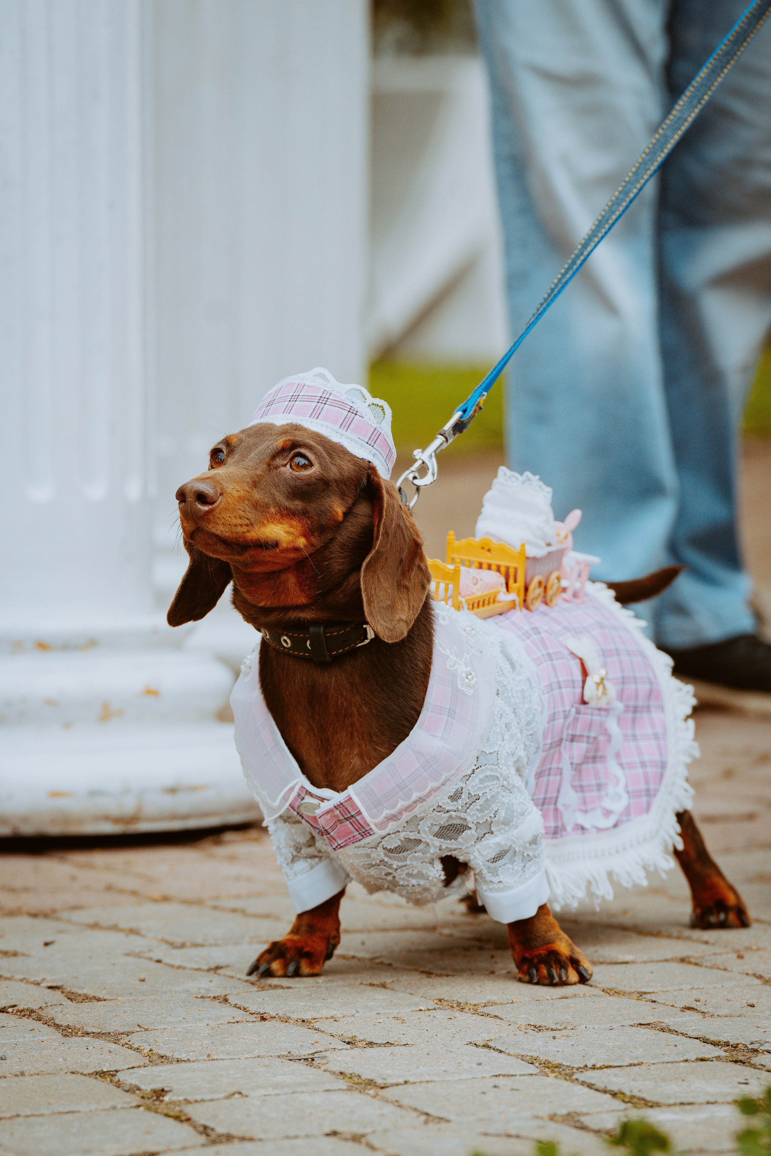 Такспарад. Фотограф анималист в Спб недорого Олеся Майорова