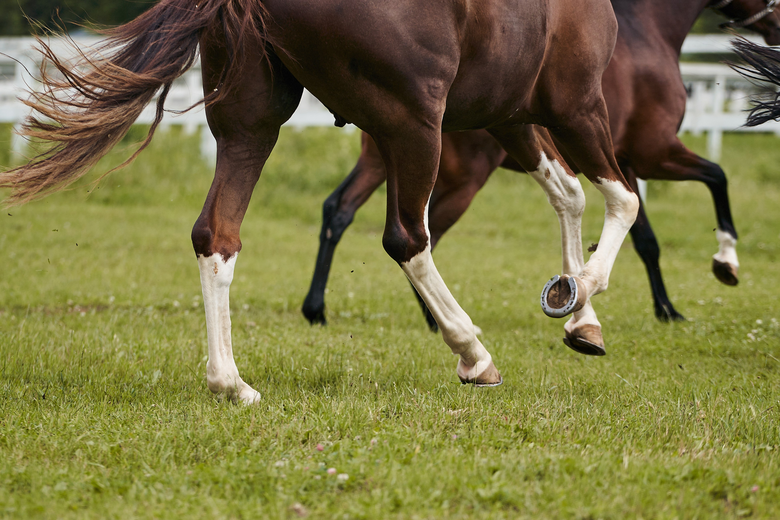 Хэмилтон, полукровный, КСК «Звёздный». Фотосессии с лошадьми в Москве, Новосибирске
