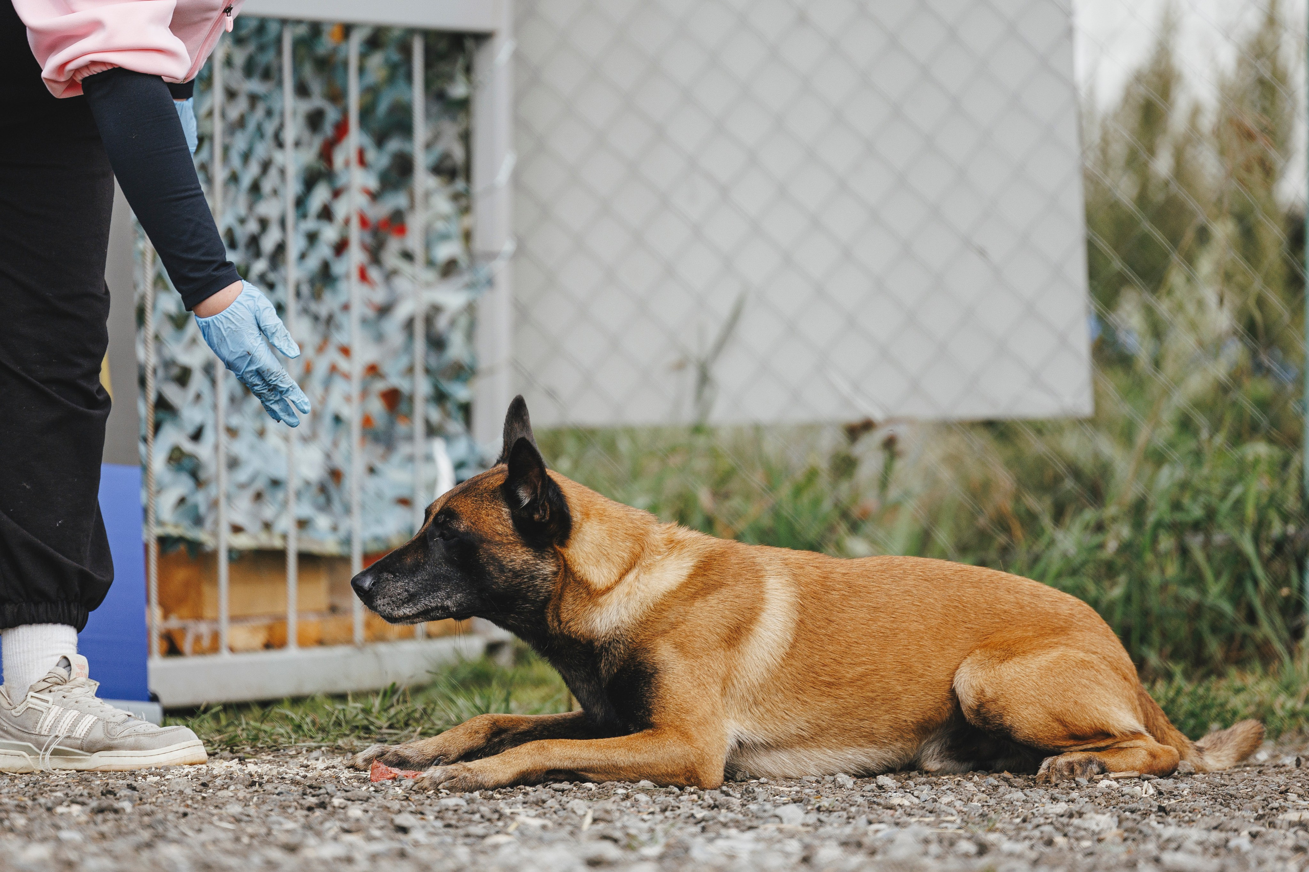 08.08.25-10.08.25 ЧР по мондьорингу г. Вологда. Фотограф-анималист Анна Маринич