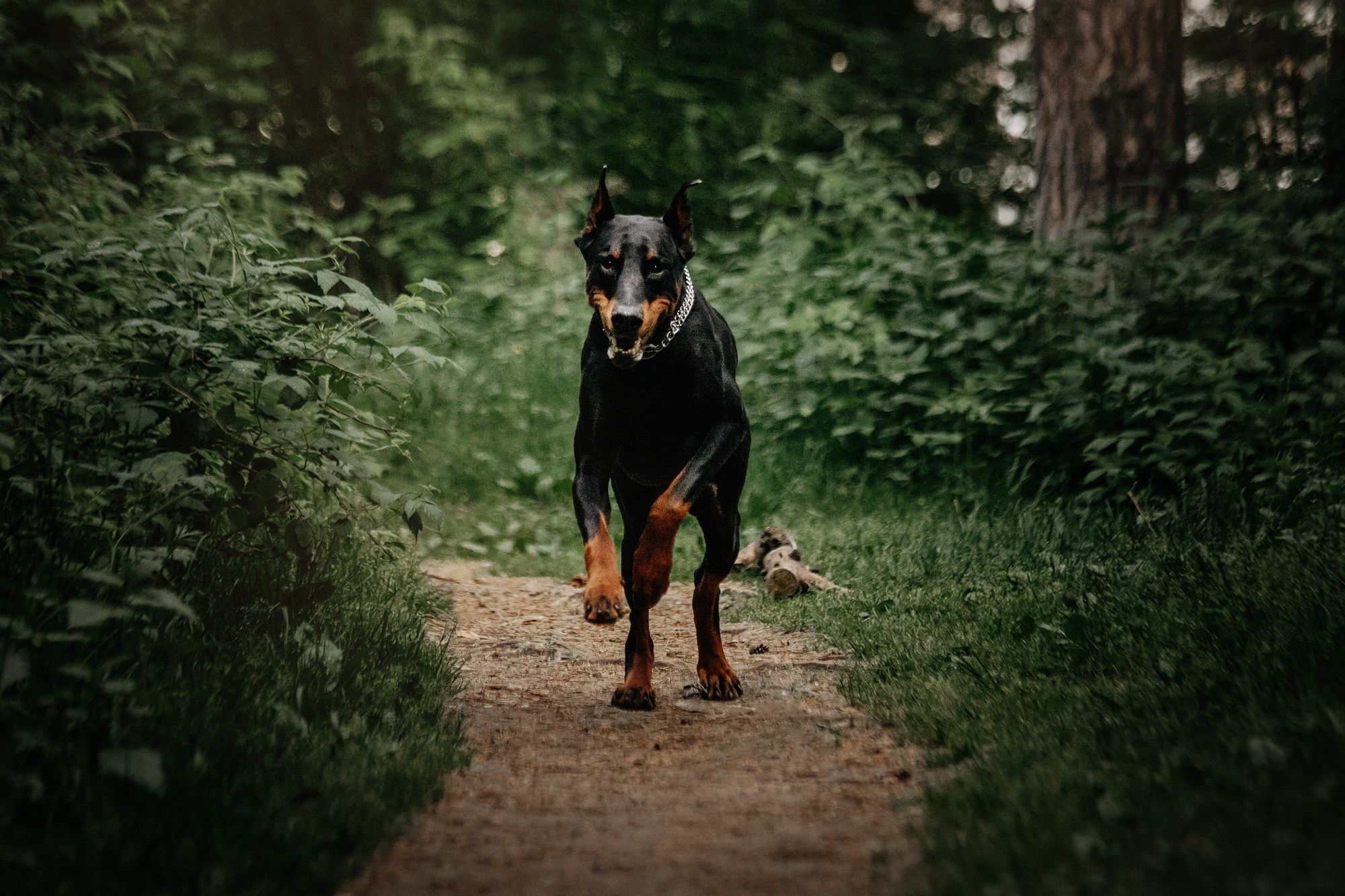 Вера и Люк. Фотограф Наталья Потапова