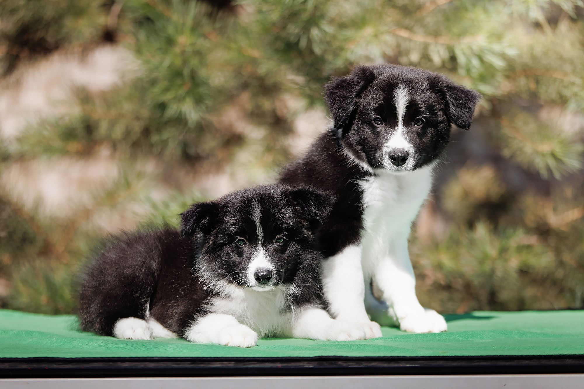 Трава у дома. О нас