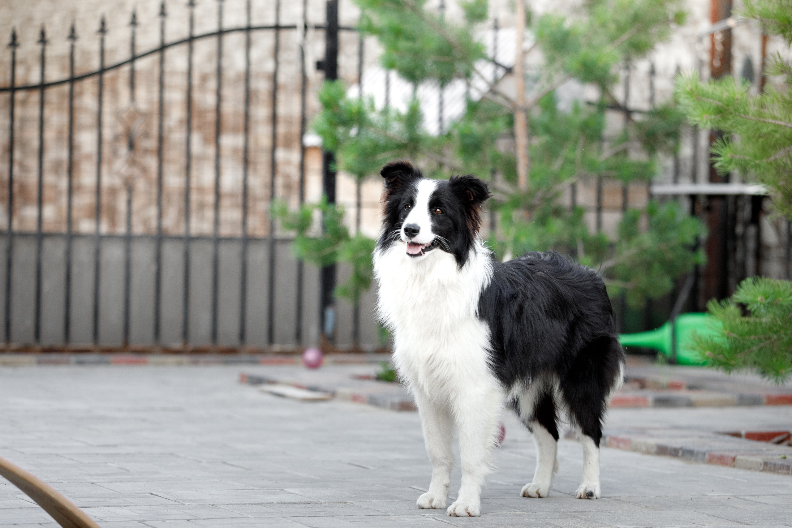 Болтовня в саду. О нас