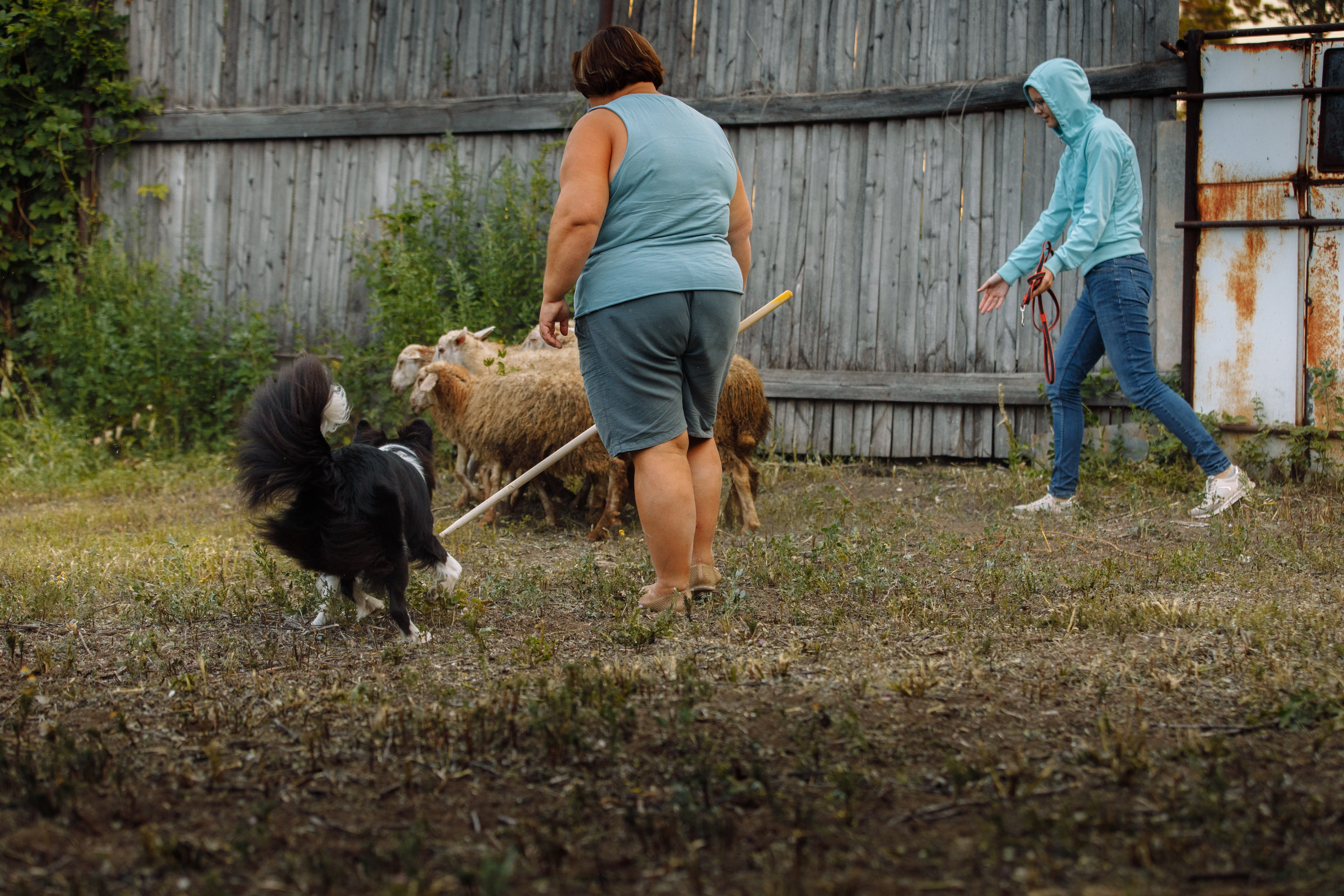 Овечий день. О нас