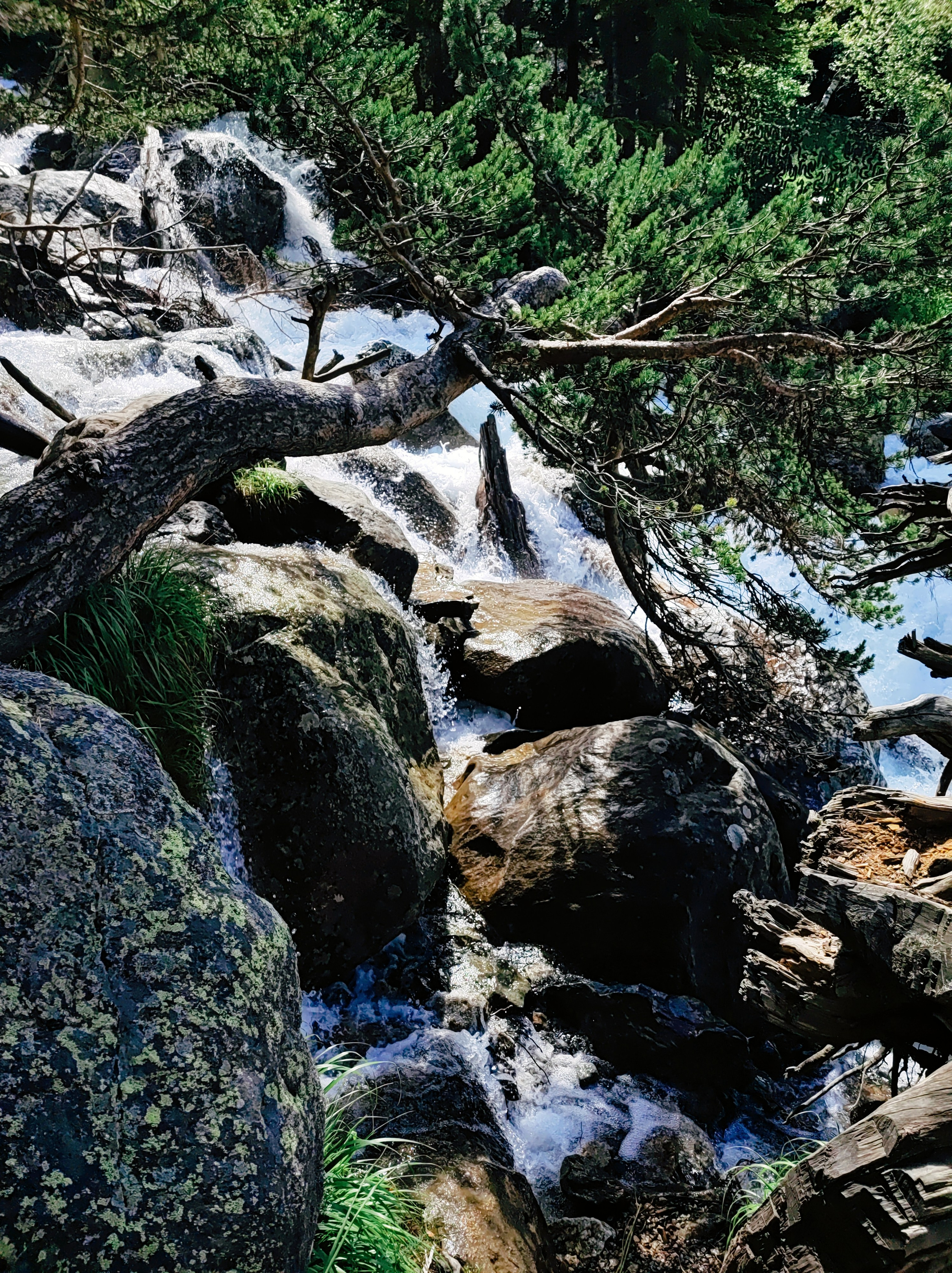 Намобилкус кавказский. Репортажный фотограф Алексей Пирязев