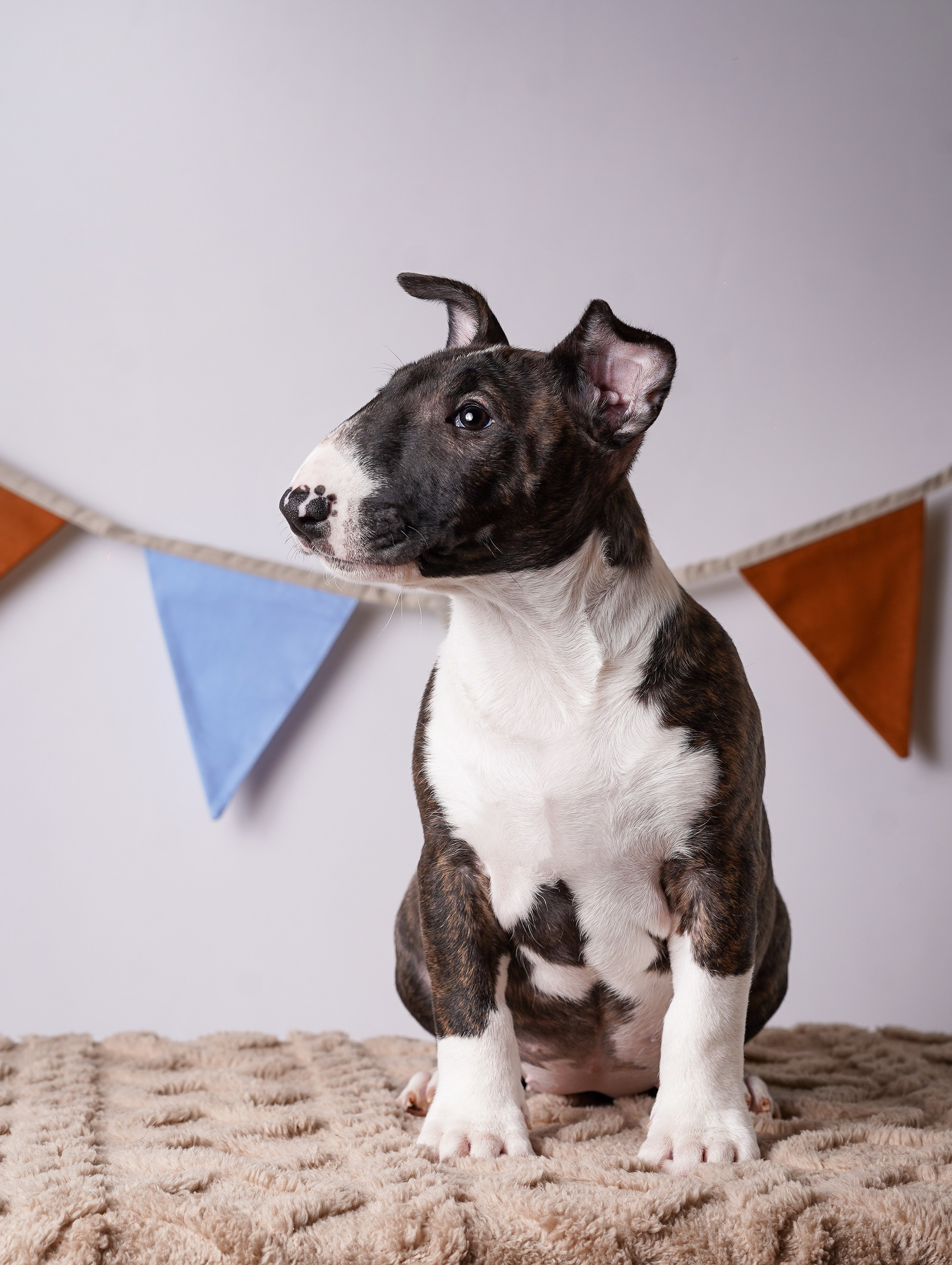 Щенки минибультерьера. Фотограф-анималист в Санкт-Петербурге Яна Мартынова