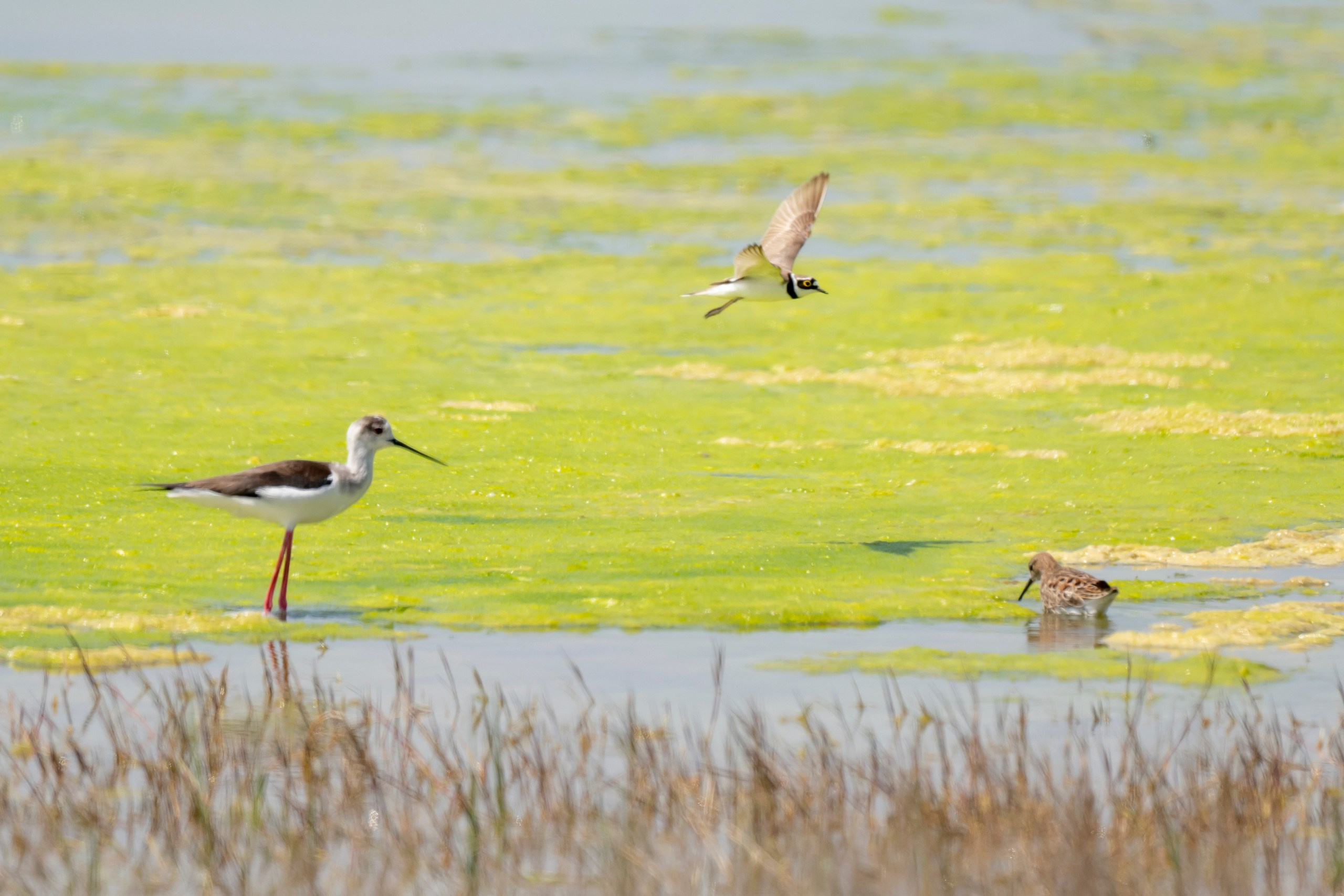 Дикая природа Дагестана. Май 2025 г. Foto-Zuev фотография как искусство