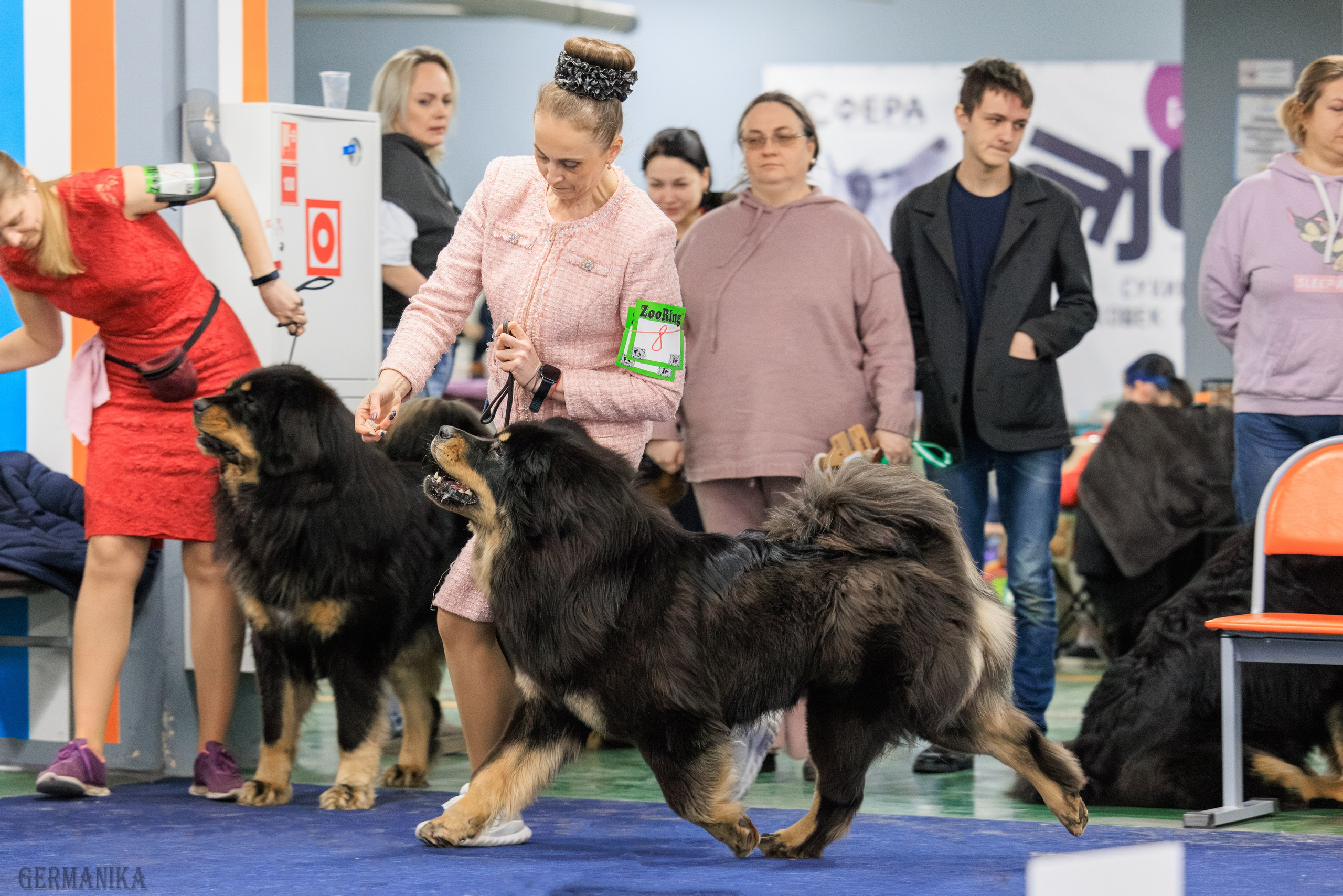 Сфера 08 и 10.03.2024 2хмоно ротвейлеров+2хмоно сао. Фотограф-анималист Юлия Германика