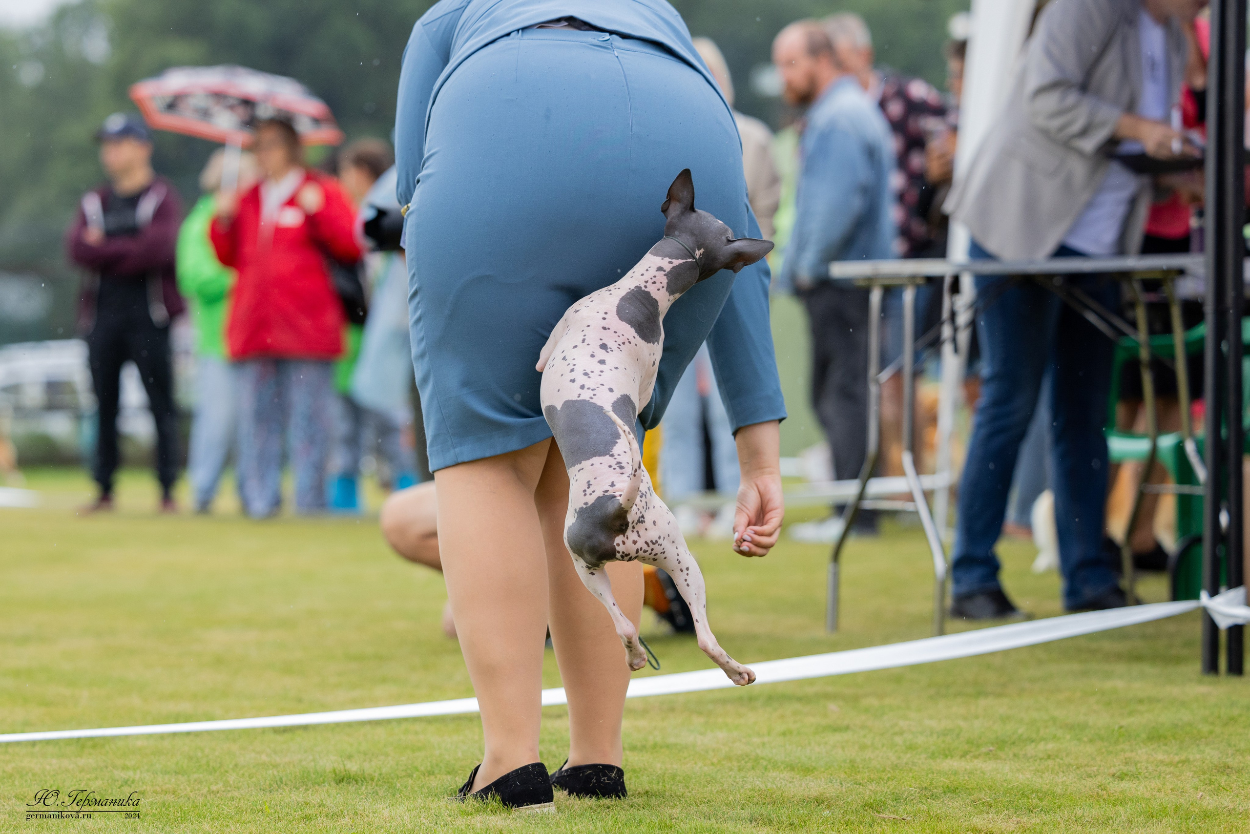 Ярославль 21.07.24 и Балашиха 13.07.24. Фотограф-анималист Юлия Германика