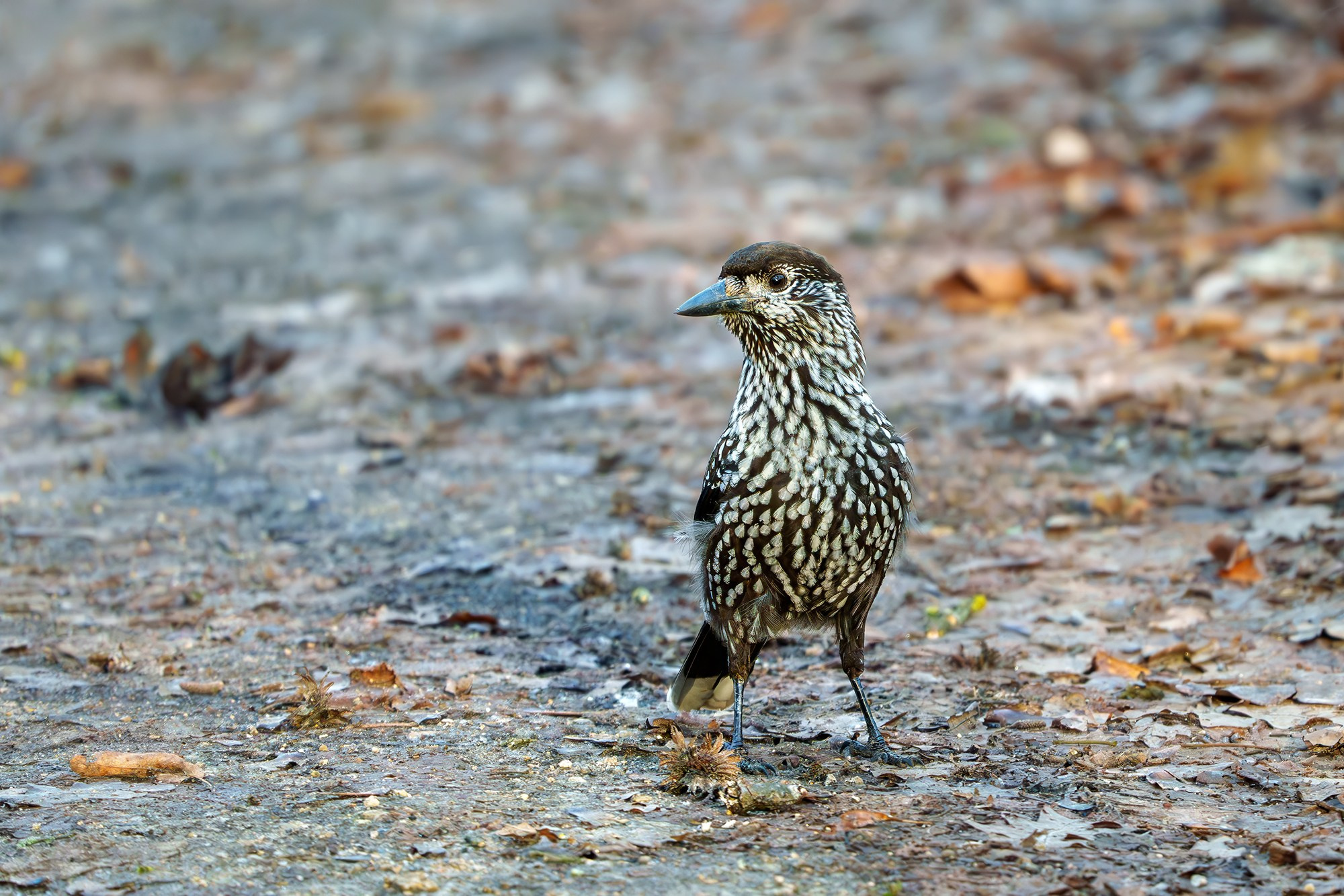Удивительные мир птиц. Вокруг нас столько прекрасного — присмотритесь!. Ваш личный фотограф Марина Волкова