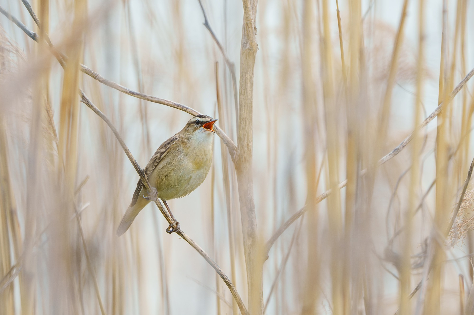 Удивительные мир птиц. Вокруг нас столько прекрасного — присмотритесь!. Ваш личный фотограф Марина Волкова