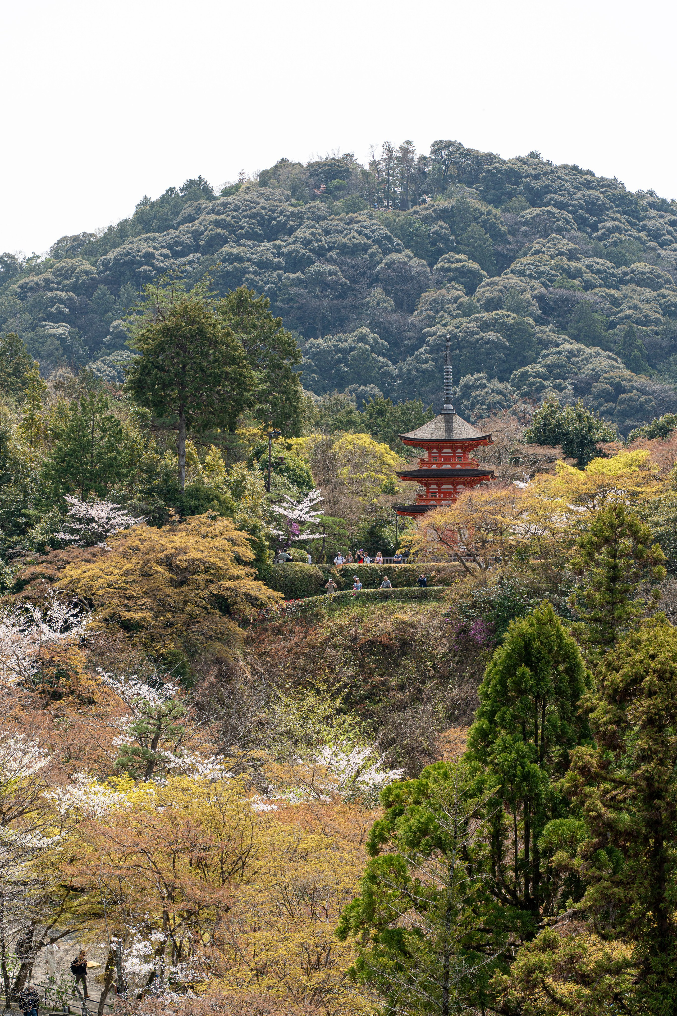 Япония, сакура. Творческие сьемки