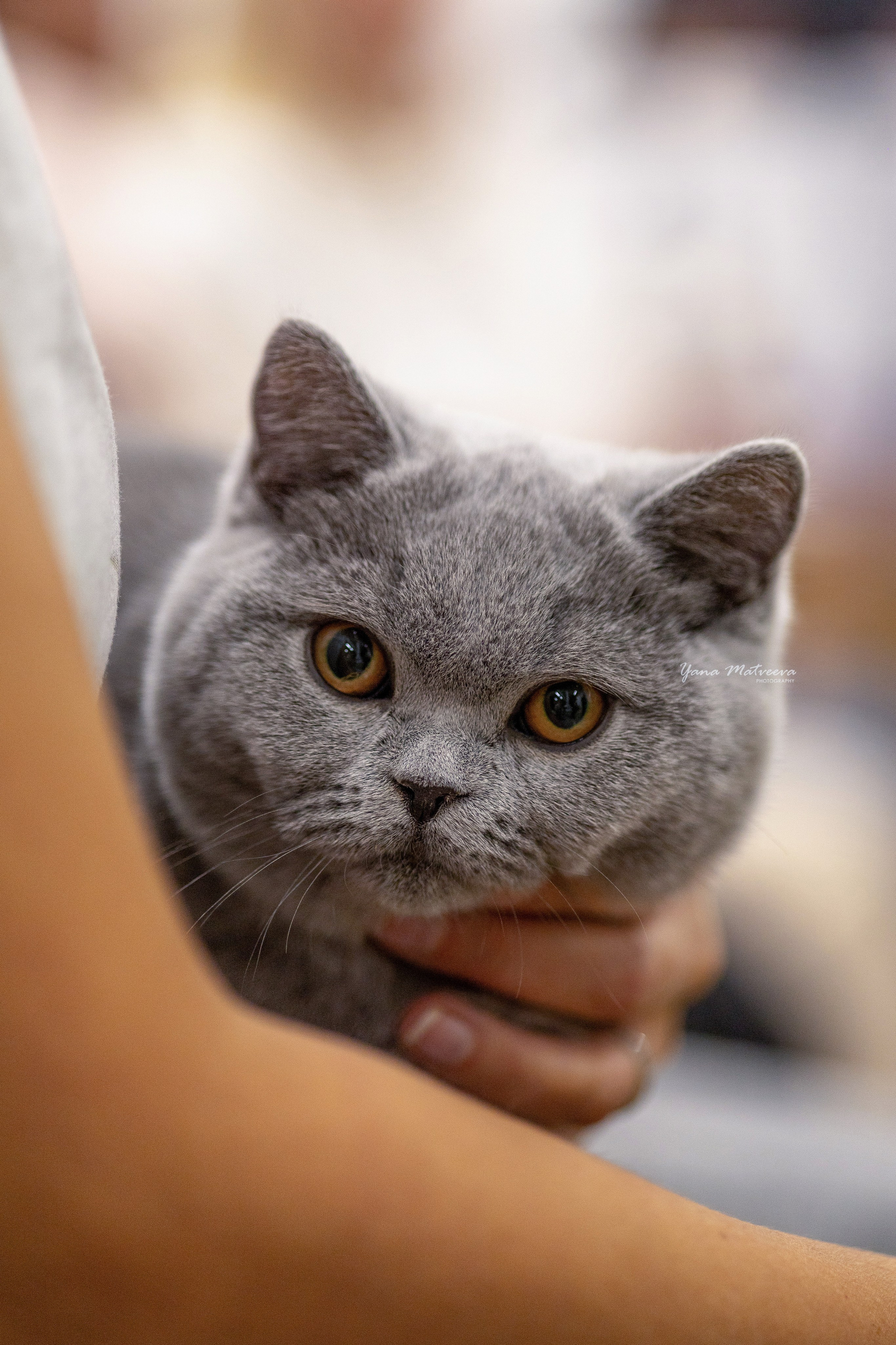 Кошки. Фотограф Яна Матвеева в Ижевске