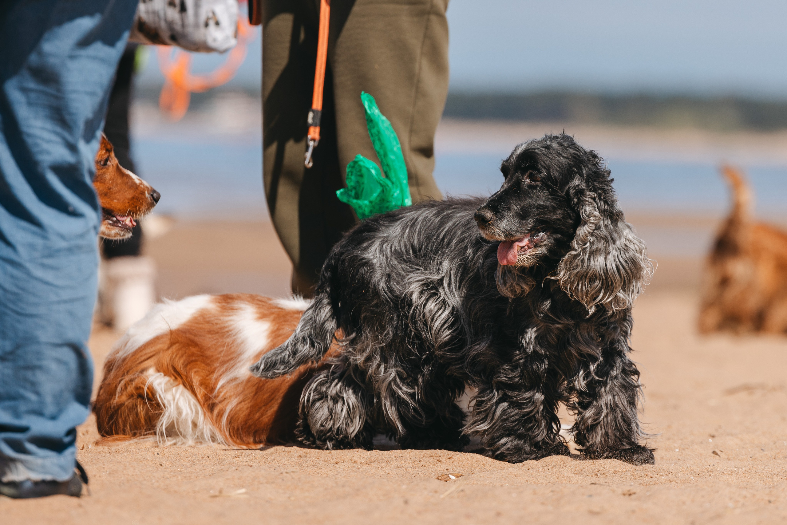 Спанимания. Фотограф анималист Осипчикова Мария