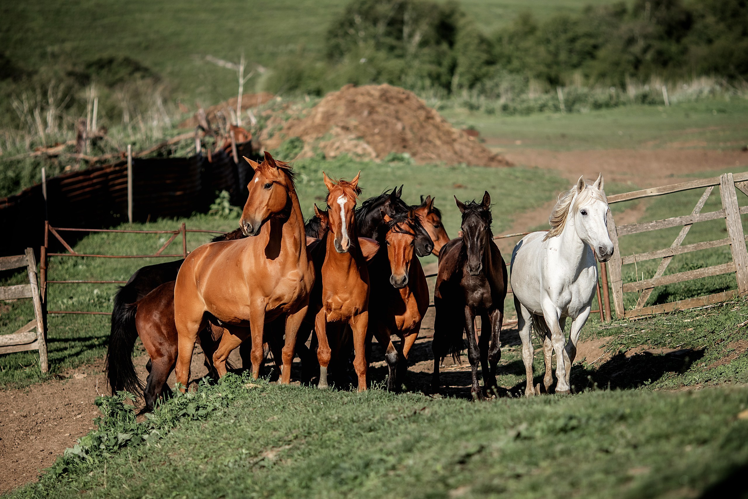 КЧР май'24. BrisArts