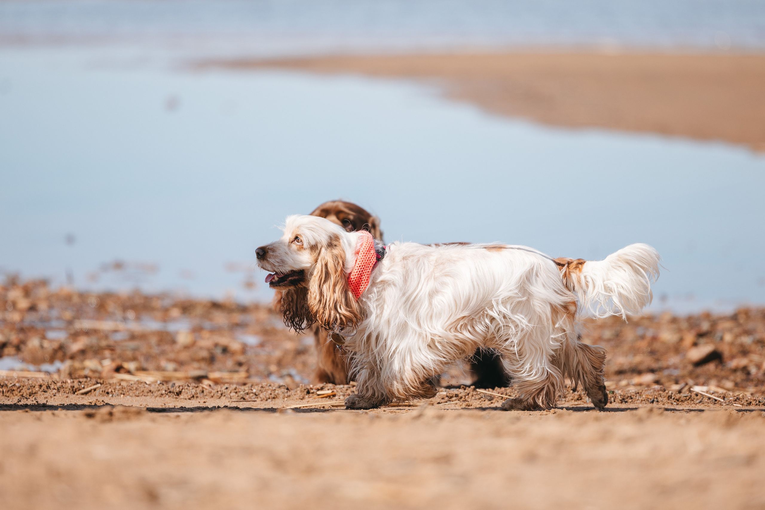 Спанимания. Фотограф анималист Осипчикова Мария