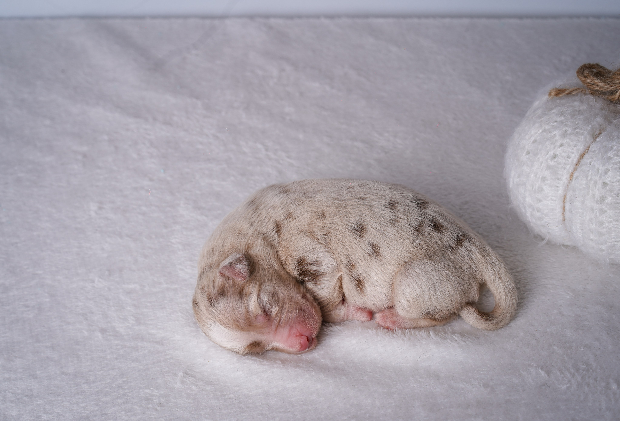 Щенули аусси. Фотограф-анималист в Санкт-Петербурге Яна Мартынова