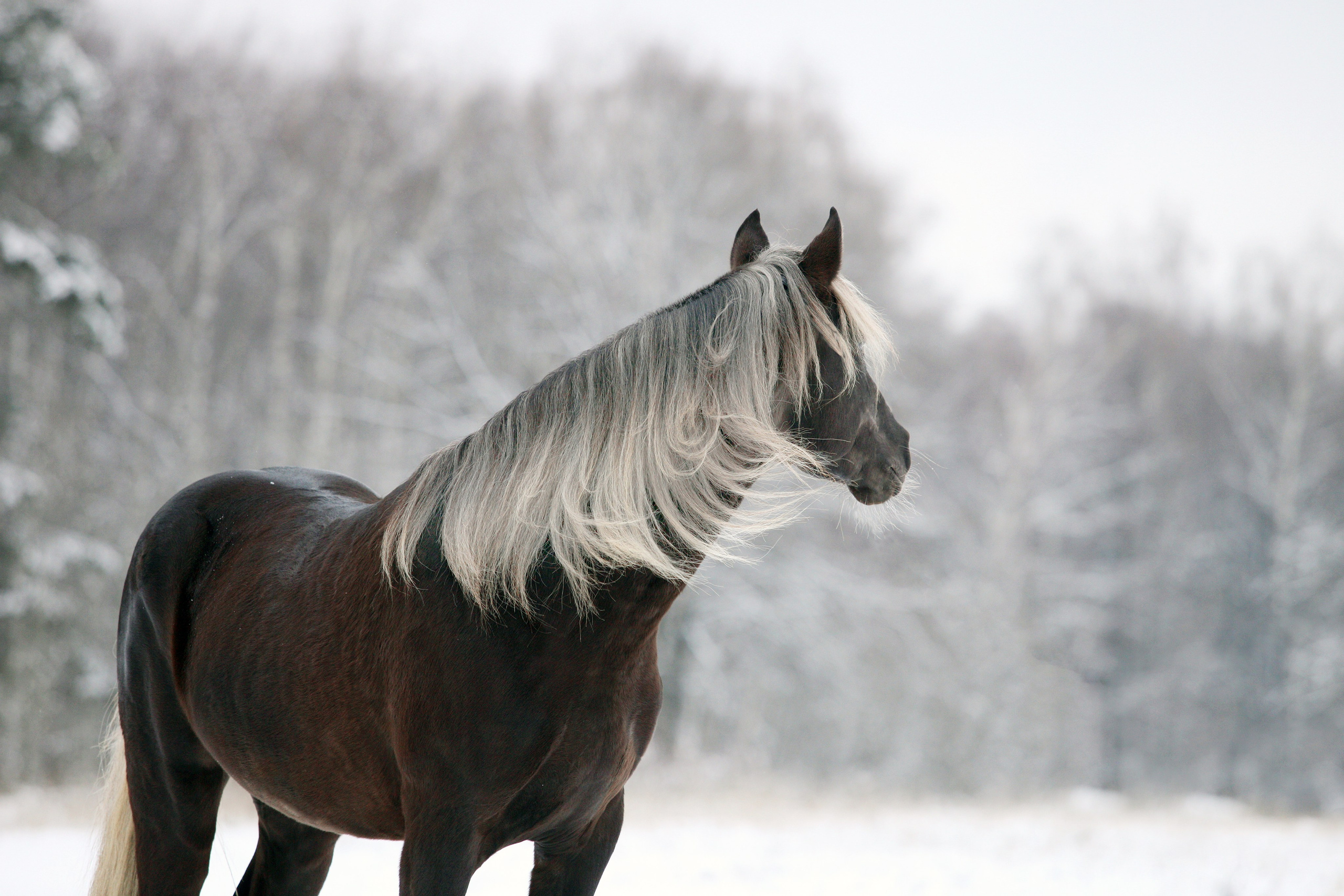 Фотограф-анималист Юлия Удовенко