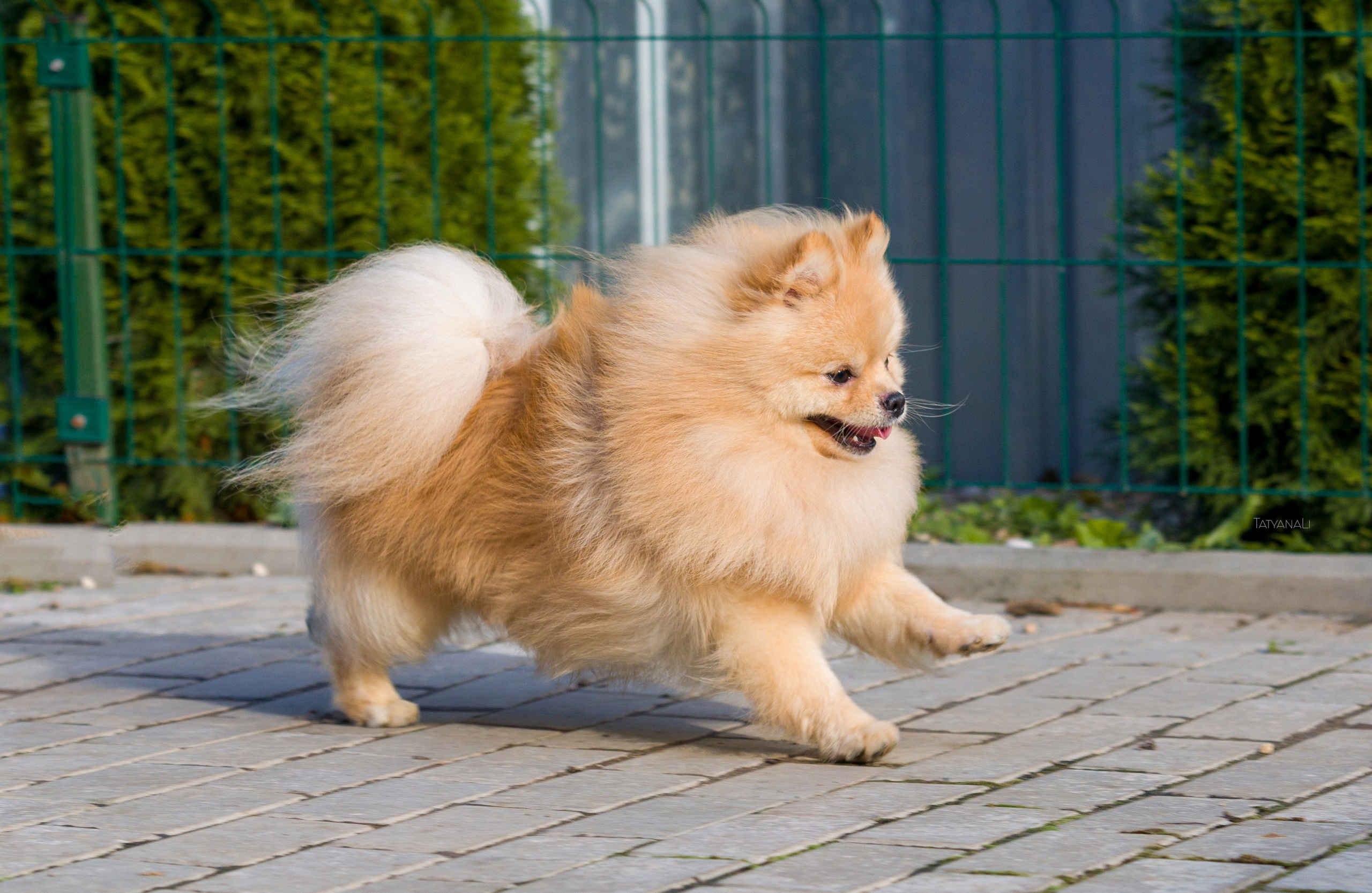 Немецкий шпиц миниатюрный. Фотограф — анималист Татьяна Ли