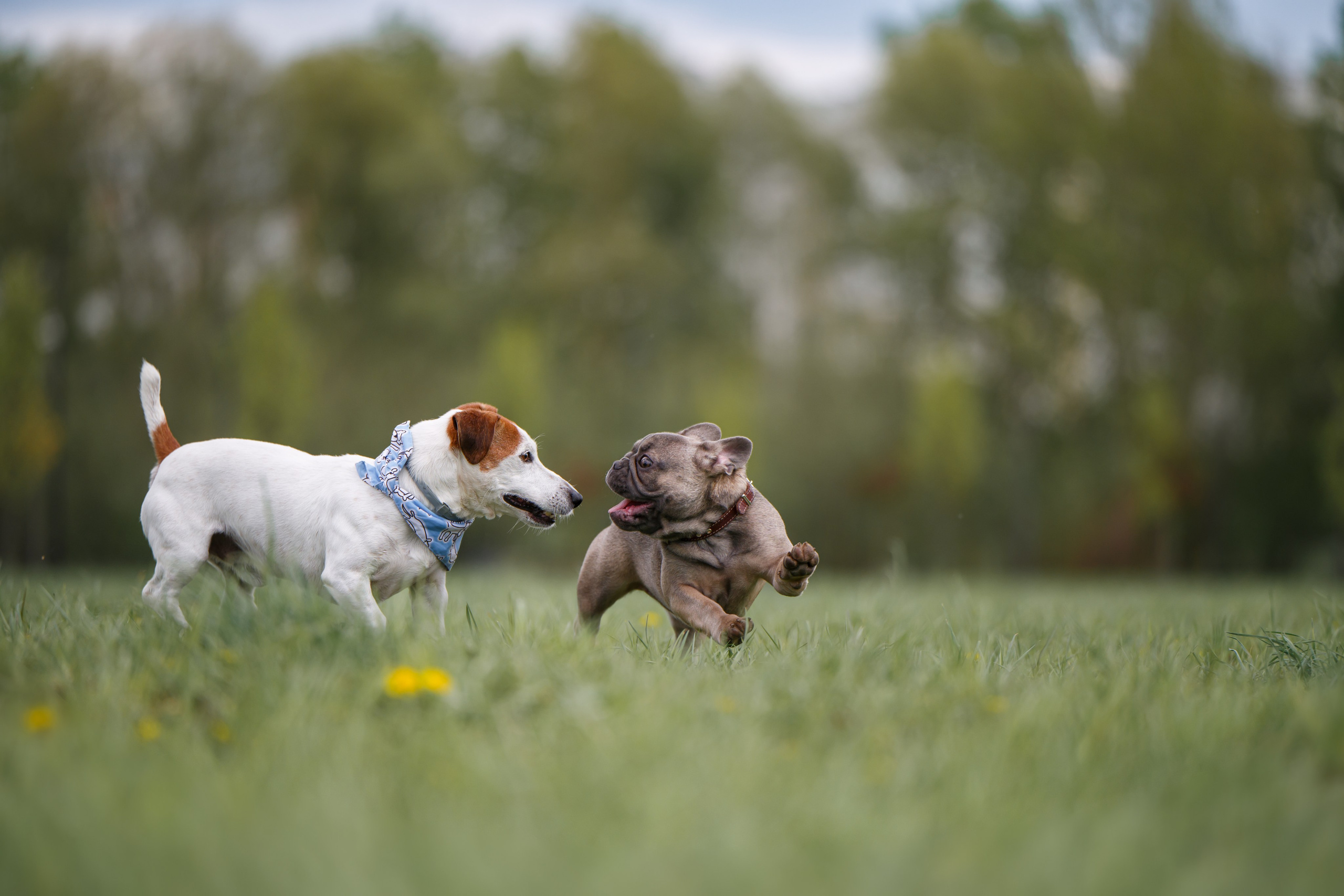 Щенок Французского бульдога. Фотограф Анималист в Москве Анастасия Жучкова