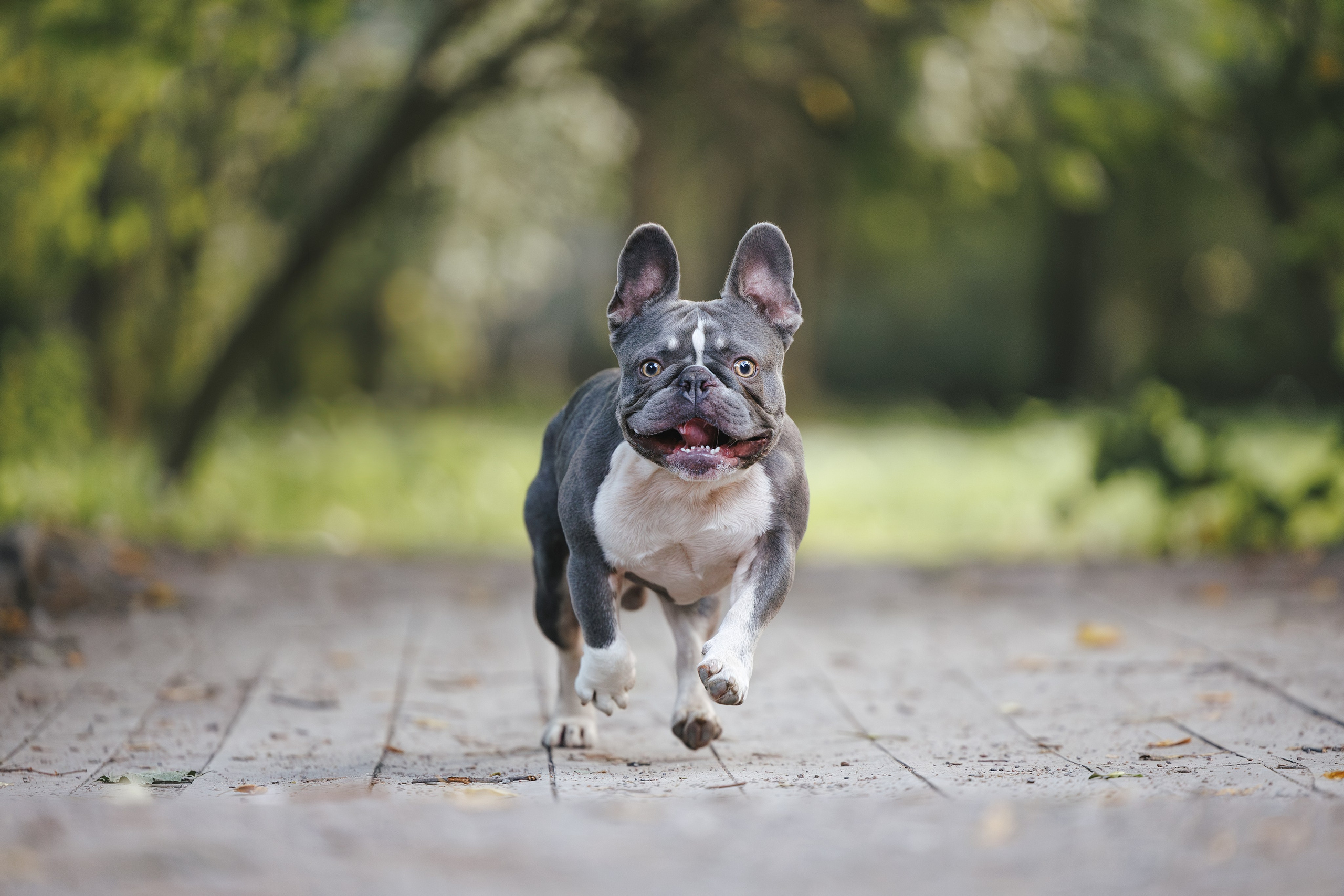 Французский Бульдог в Воронцовском парке (в обработке). Фотограф Анималист в Москве Анастасия Жучкова