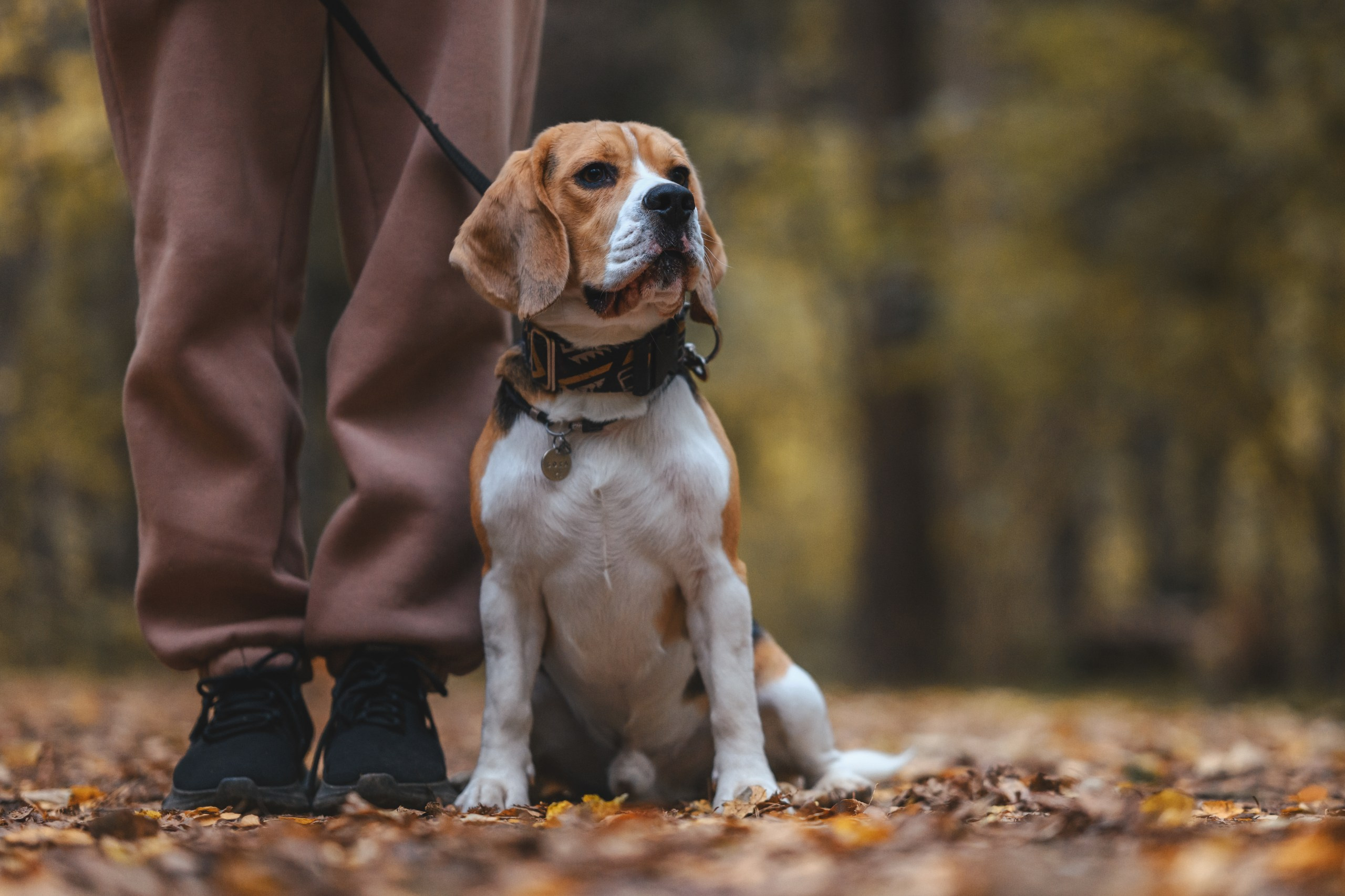 Наталья и Бока. Фотограф Анималист в Москве Анастасия Жучкова