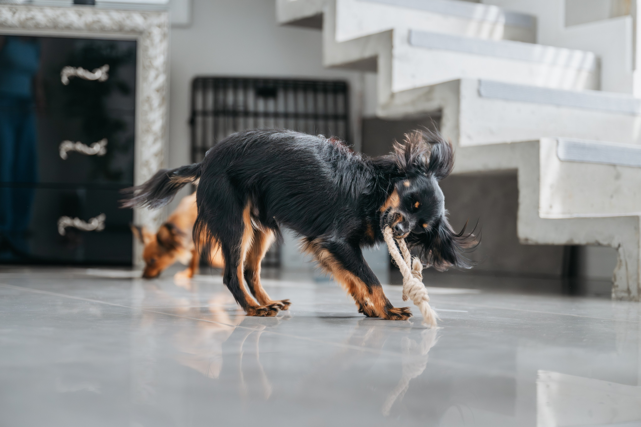 Домашняя съемка. Фотограф Анималист в Москве Анастасия Жучкова