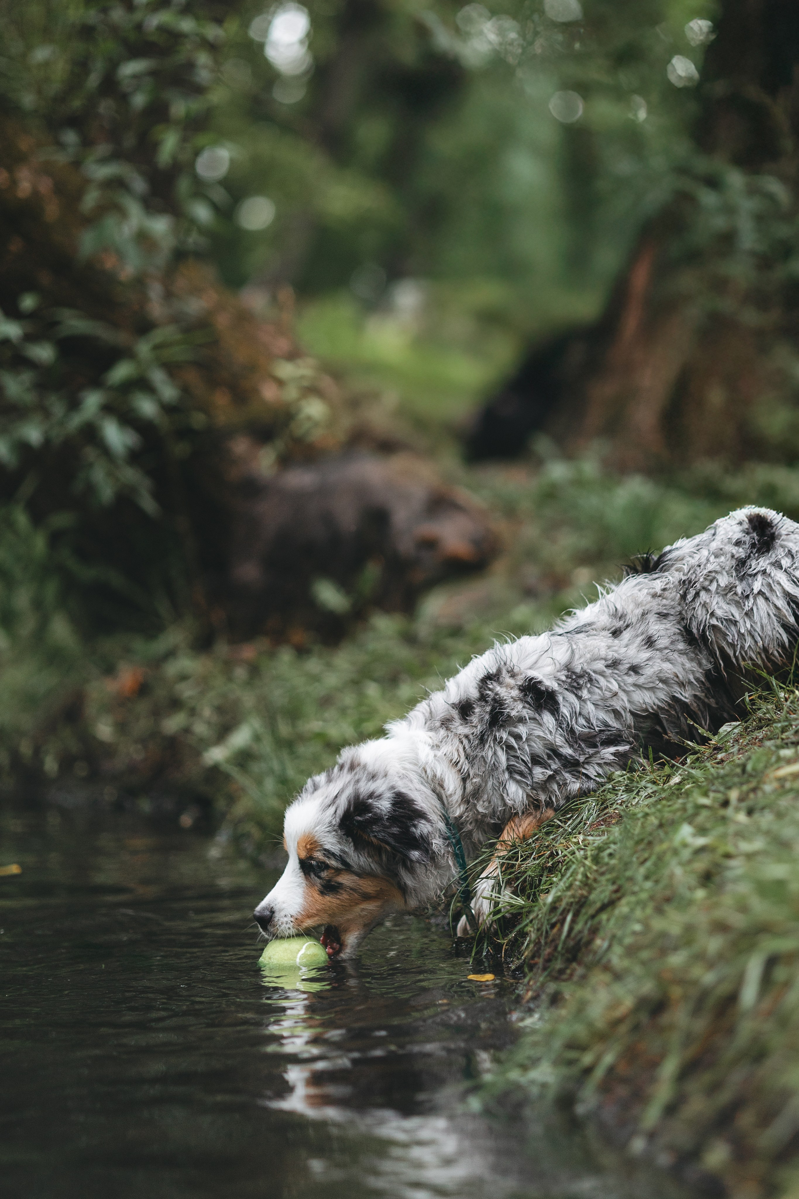 Щенок Австралийской овчарки. Фотограф Анималист в Москве Анастасия Жучкова