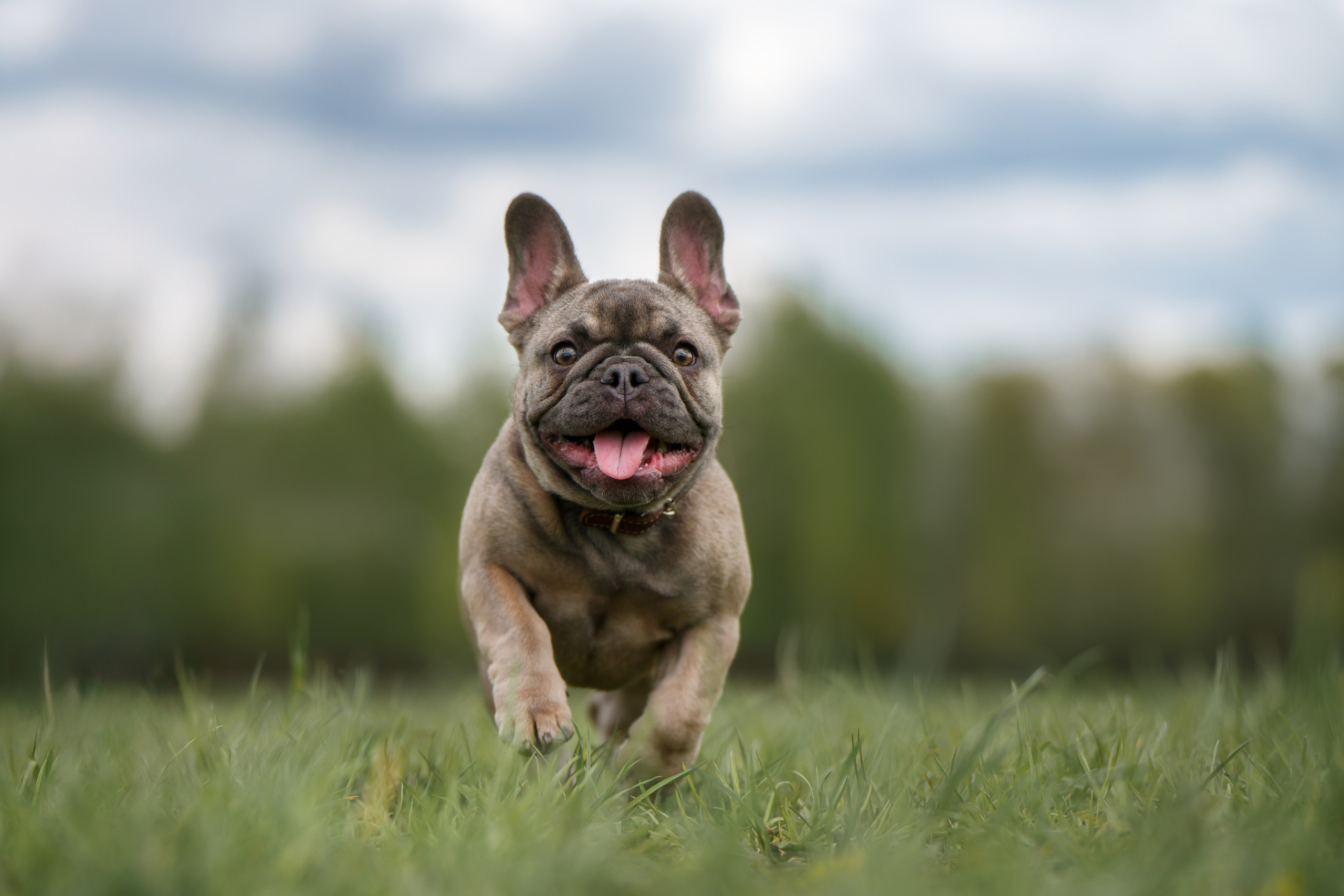 Щенок Французского бульдога. Фотограф Анималист в Москве Анастасия Жучкова