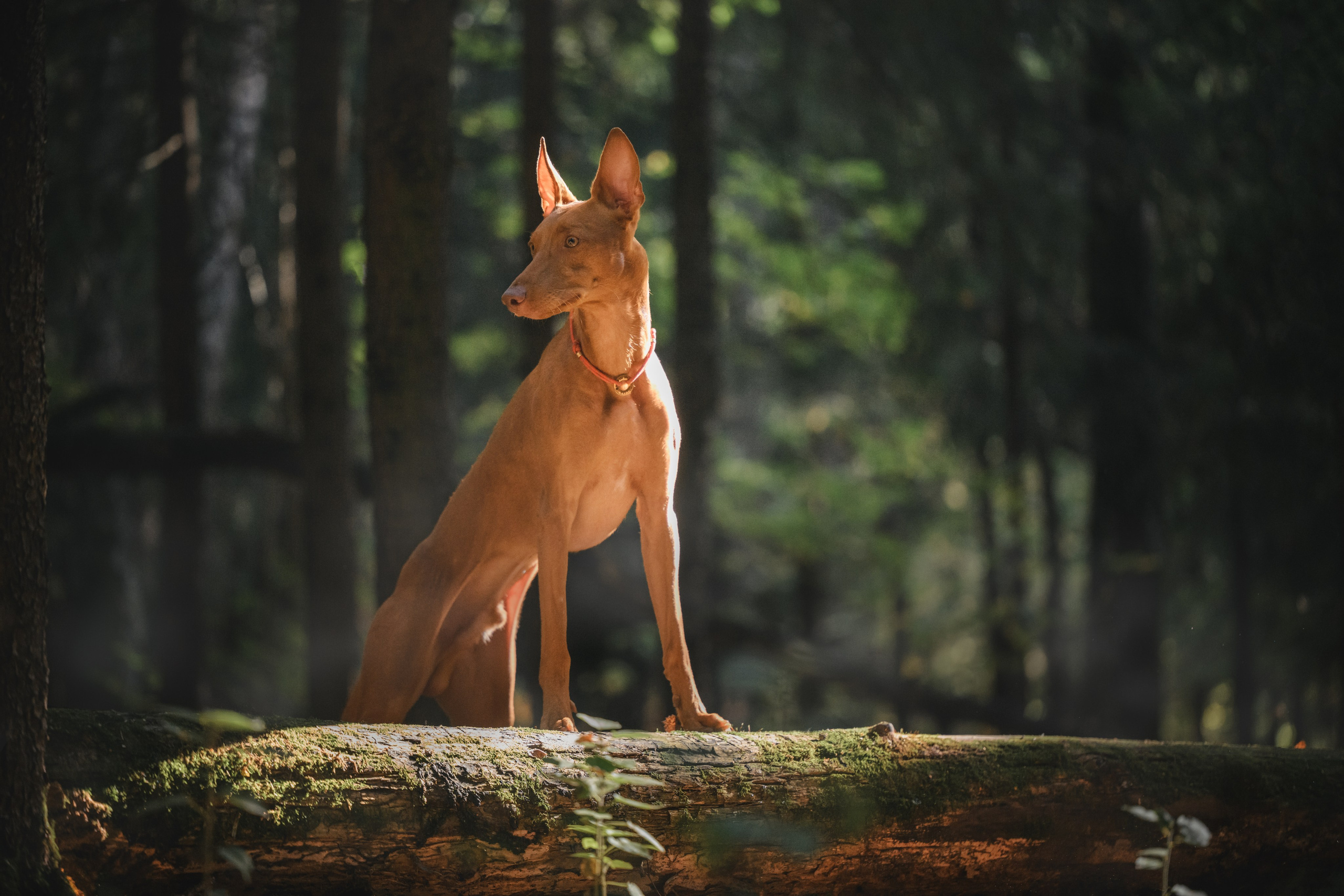 Чирнеко. Лесная прогулка. Фотограф Анималист в Москве Анастасия Жучкова
