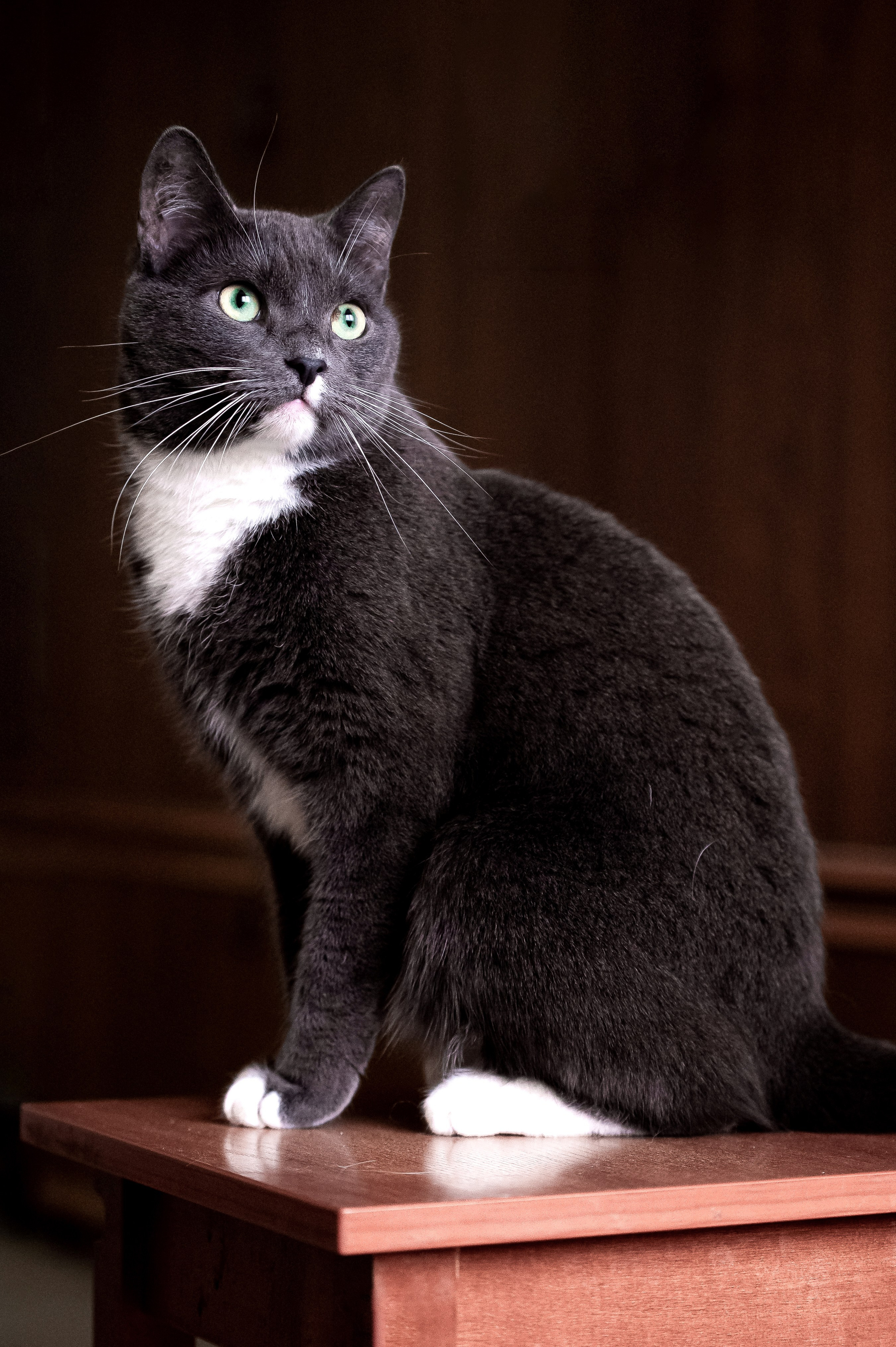 Кошки. Фотограф-анималист в Санкт-Петербурге Анастасия Иванова