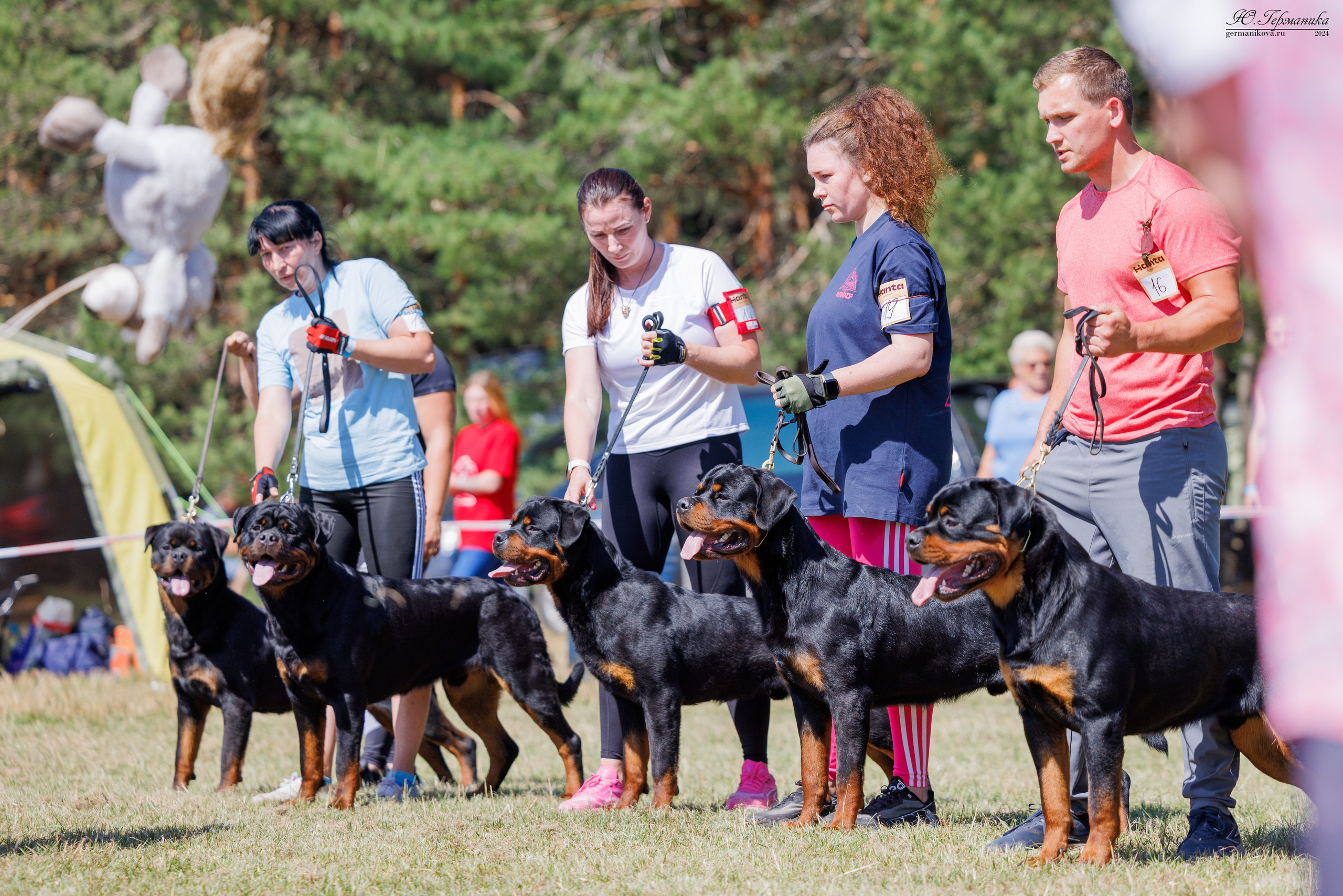 ПК и КЧК ротвейлеры Тверь 6-7.07.2024. Фотограф-анималист Юлия Германика