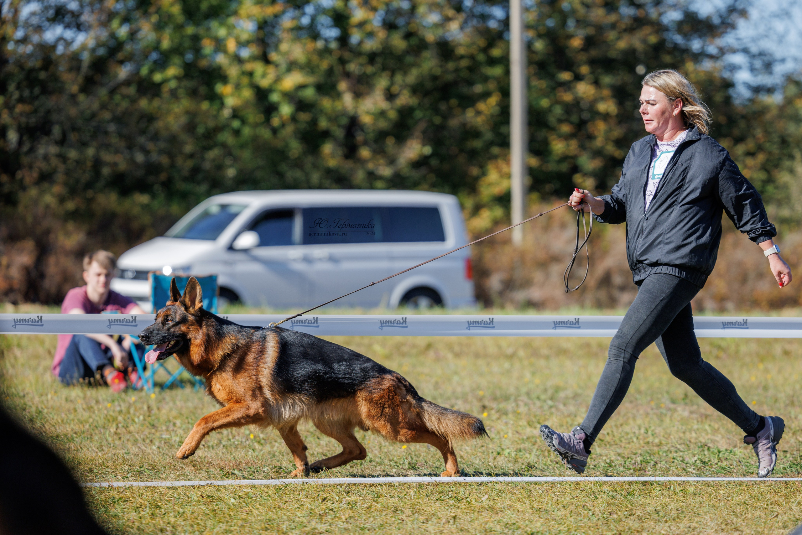 Тверь немецкие овчарки 22.09.2024. Фотограф-анималист Юлия Германика