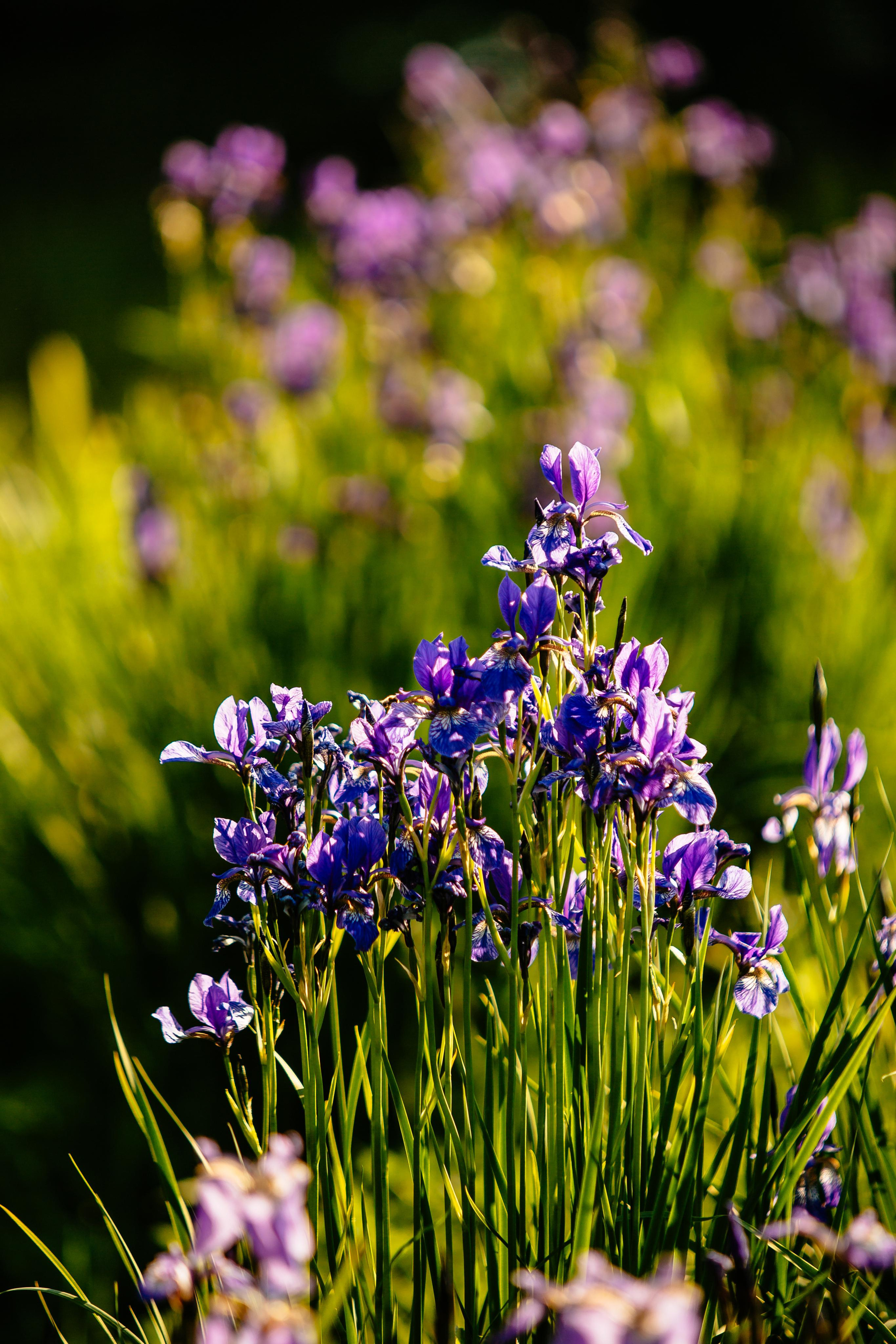 Ботанический сад. Фотограф в Петрозаводске Игорь Герасименко