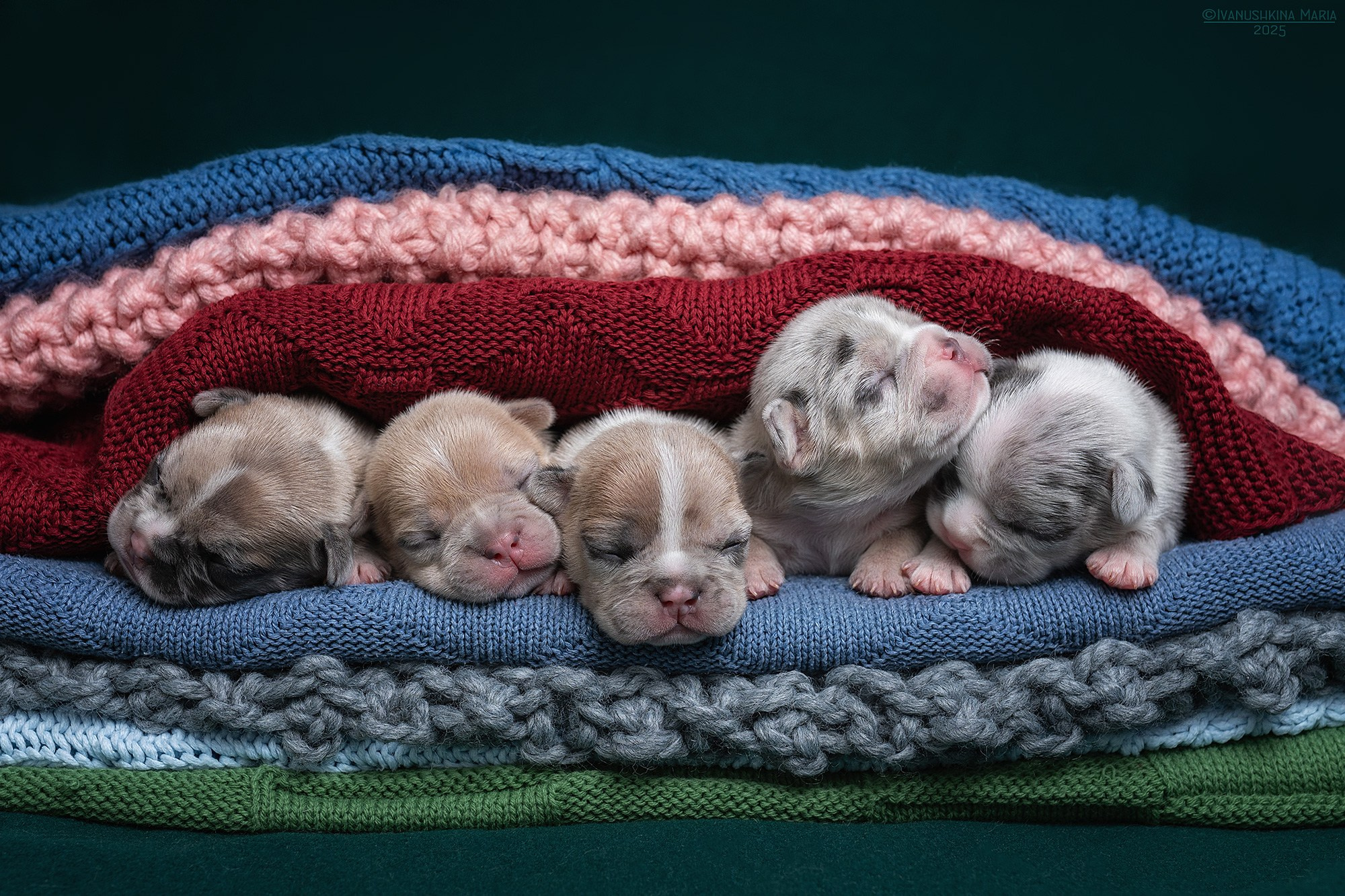 Ньюборн фотосессия щенков. Фотограф собак в Москве и Московской области Иванушкина Мария