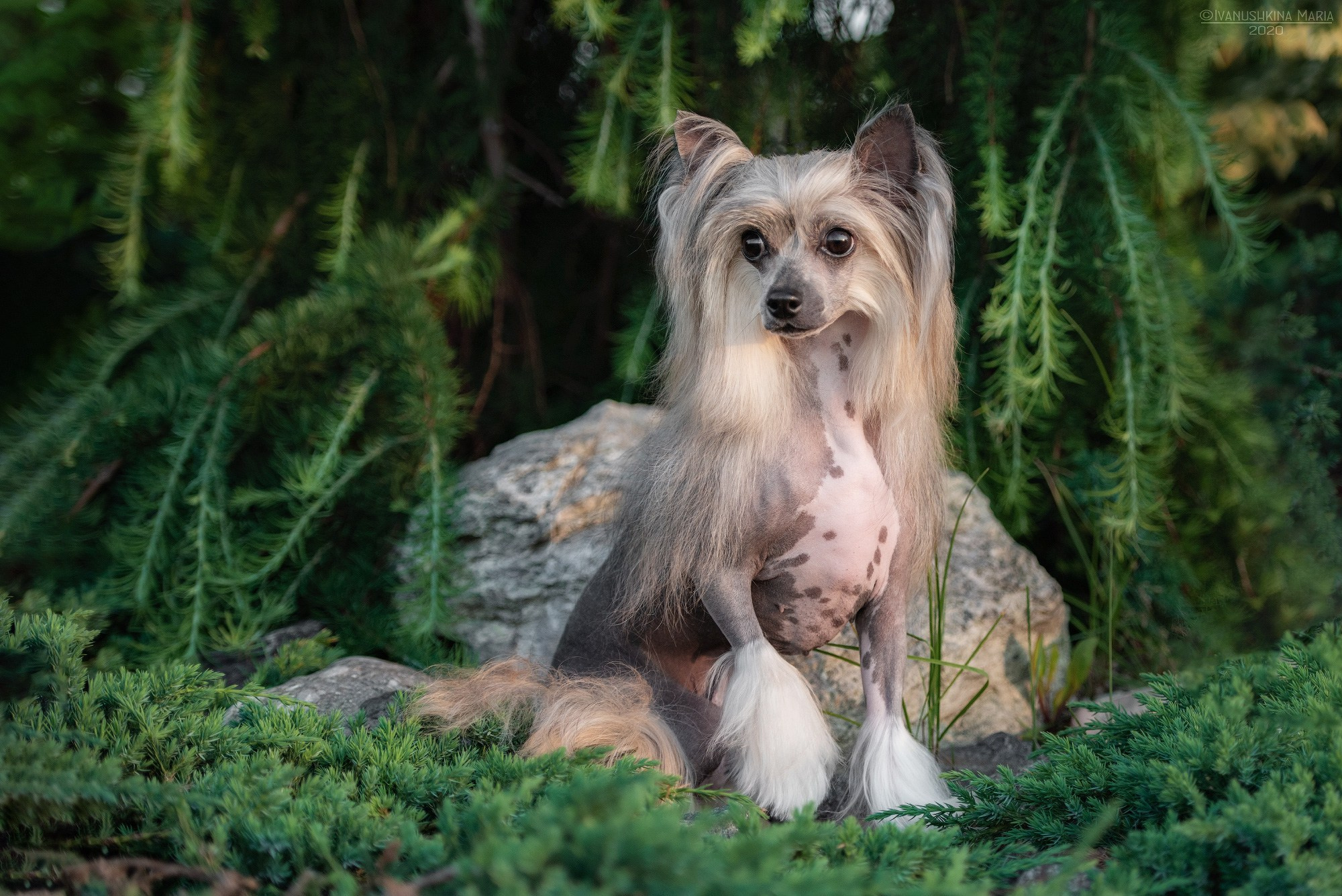 Фотограф-анималист. Фотограф собак в Москве и Московской области Иванушкина Мария