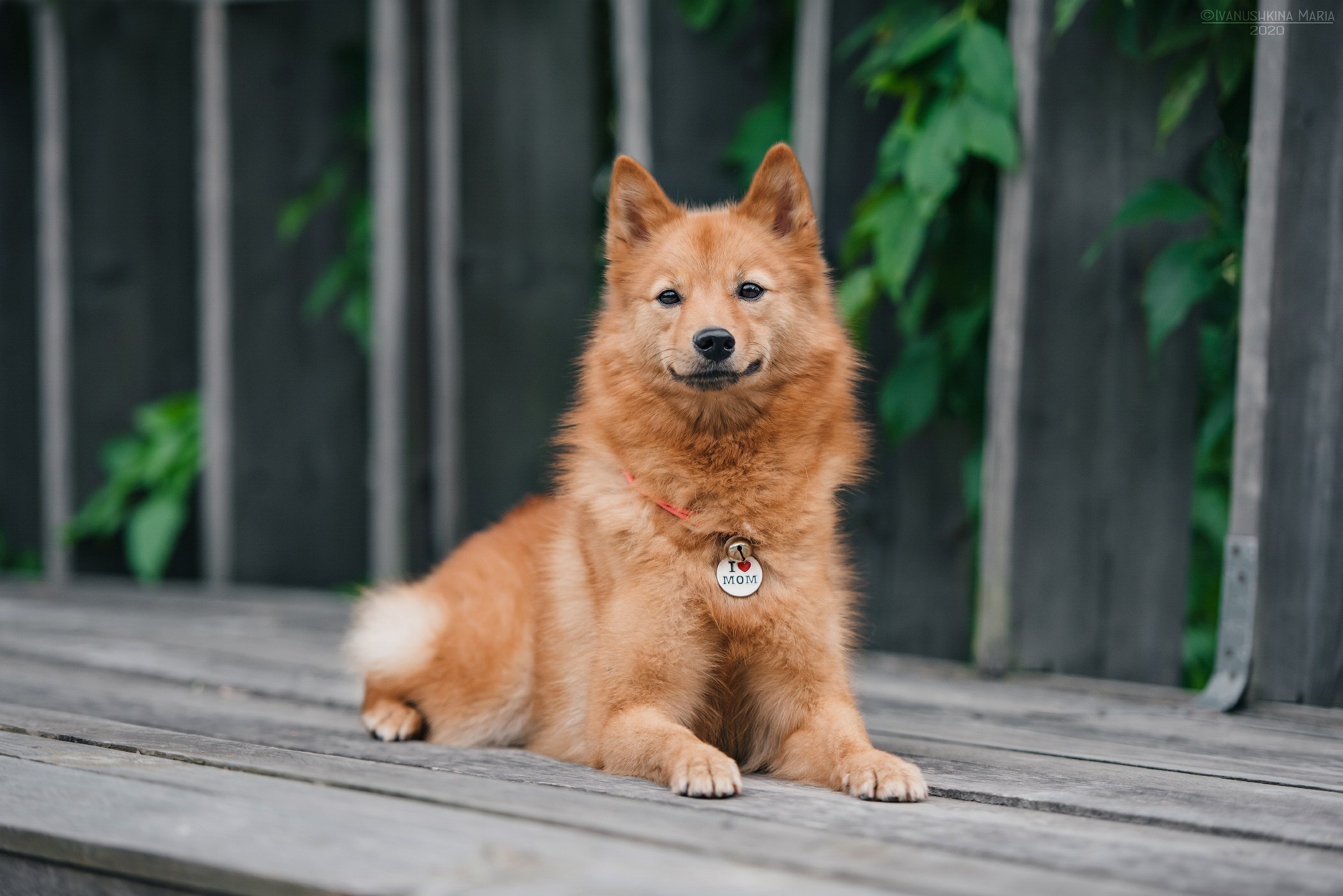 Фотограф-анималист. Фотограф собак в Москве и Московской области Иванушкина Мария