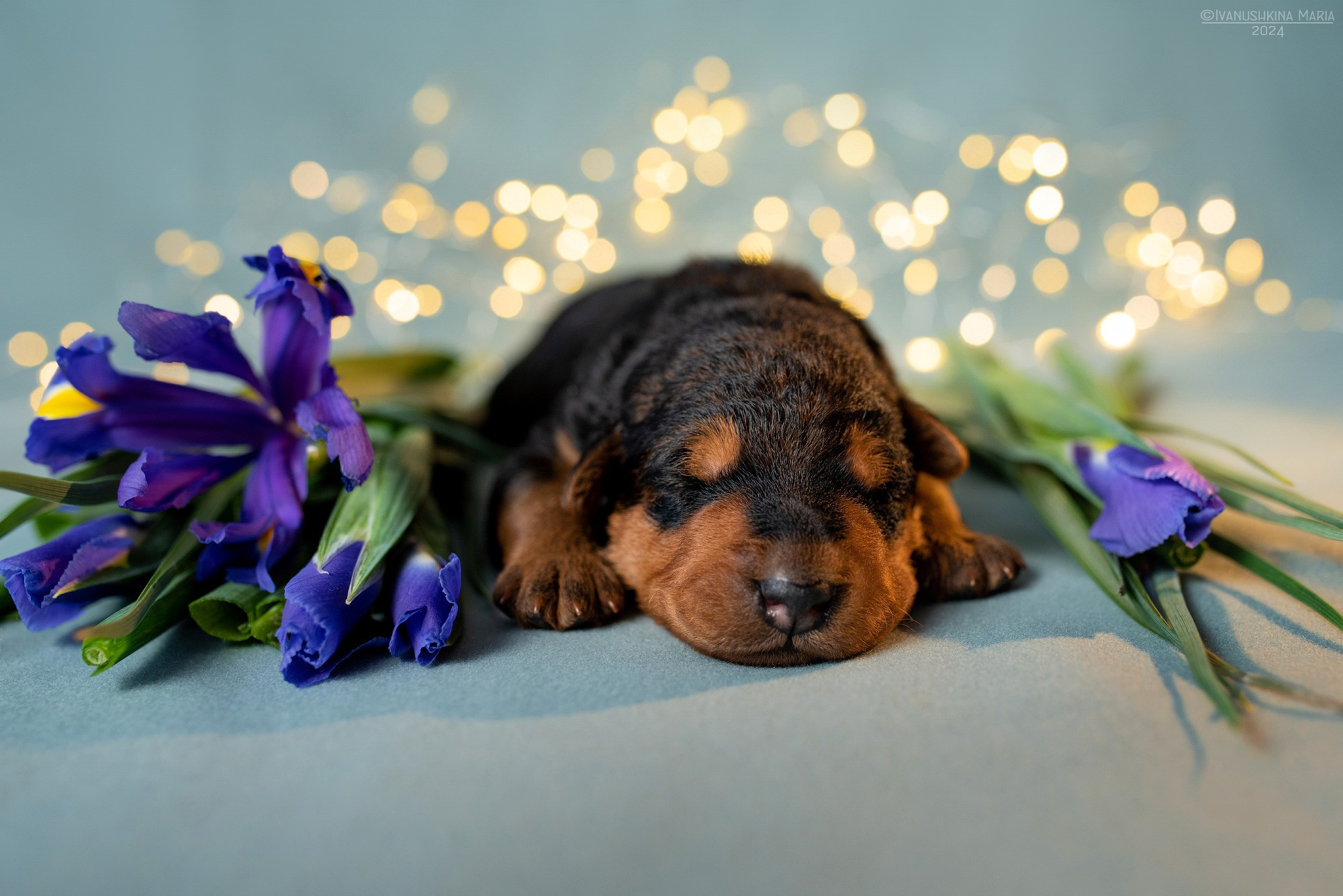 Ньюборн фотосессия щенков. Фотограф собак в Москве и Московской области Иванушкина Мария