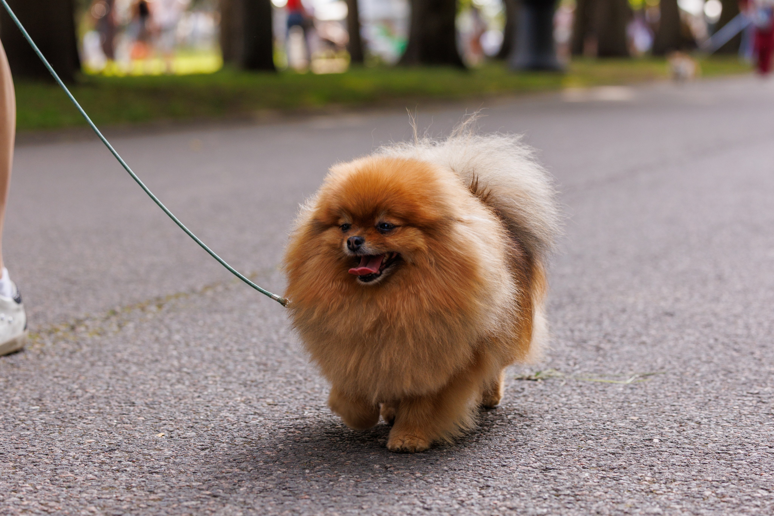 PetShopDays2026. Фотограф Александр Заломаев