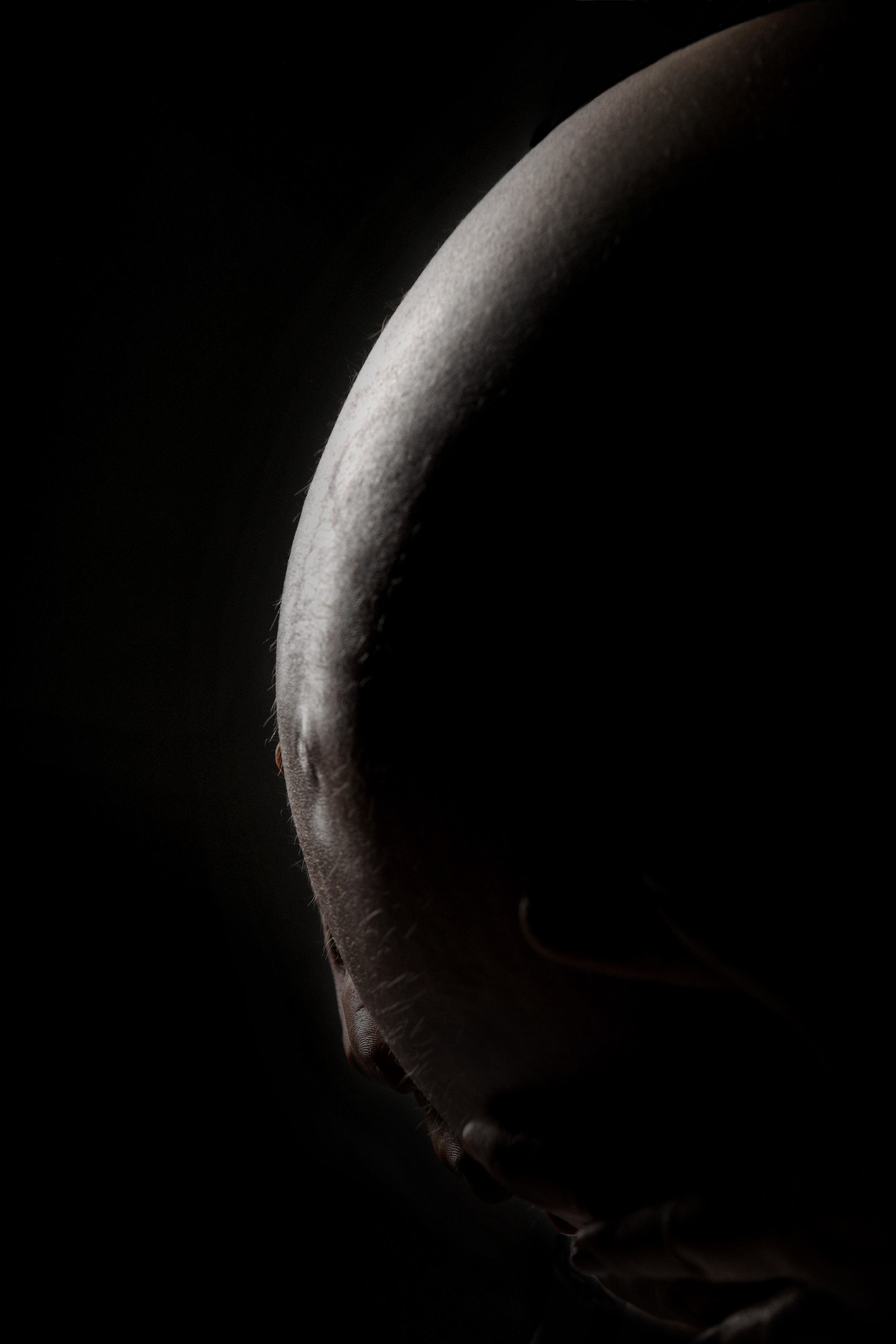 Беременные. Фотограф новорожденных, беременных и детей до года Татьяна Николаева В