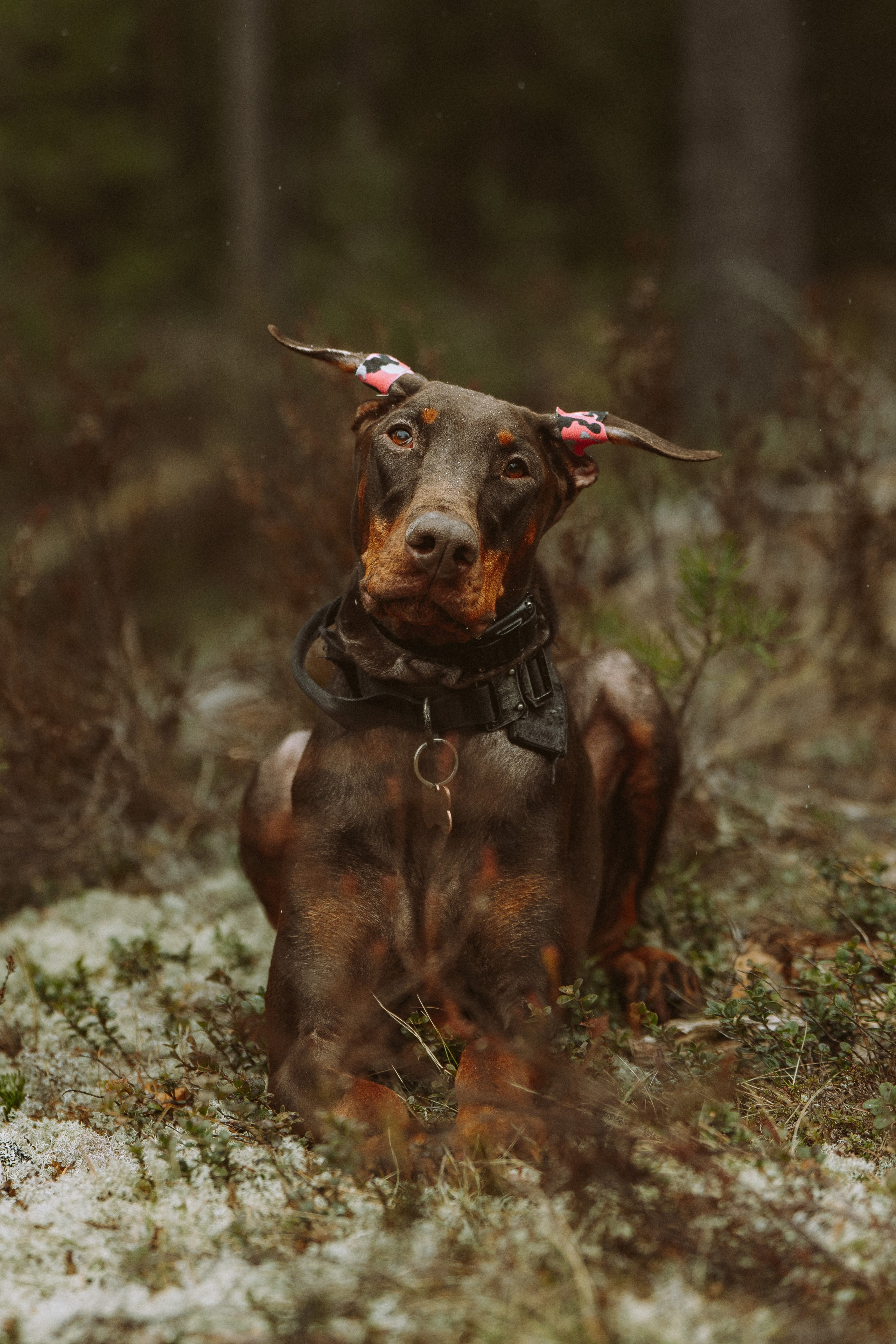 Дог трекинг к финскому хутору. Фотограф анималист в Спб недорого Олеся Майорова