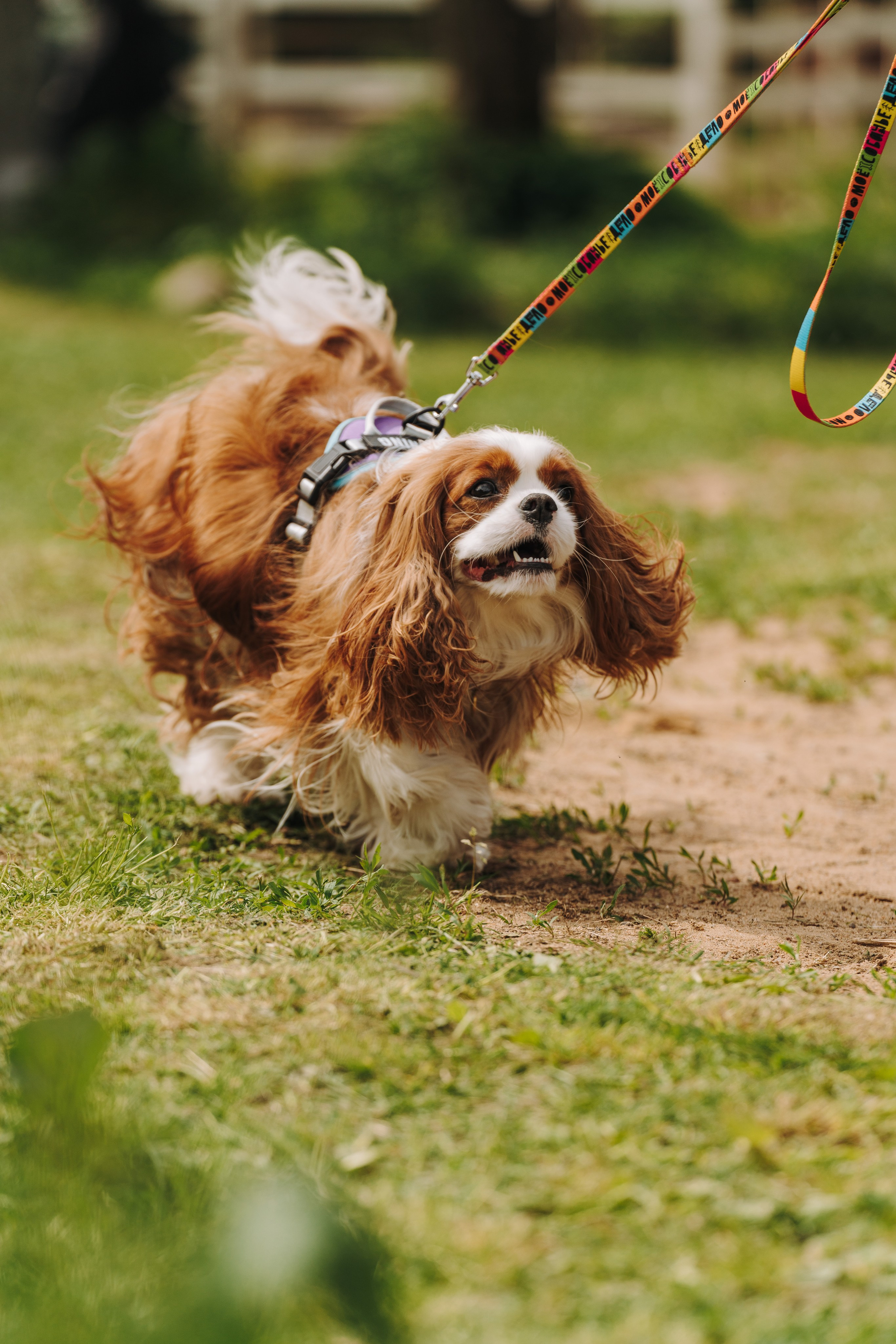 Соревнования по ноузворку. Фотограф анималист в Спб недорого Олеся Майорова