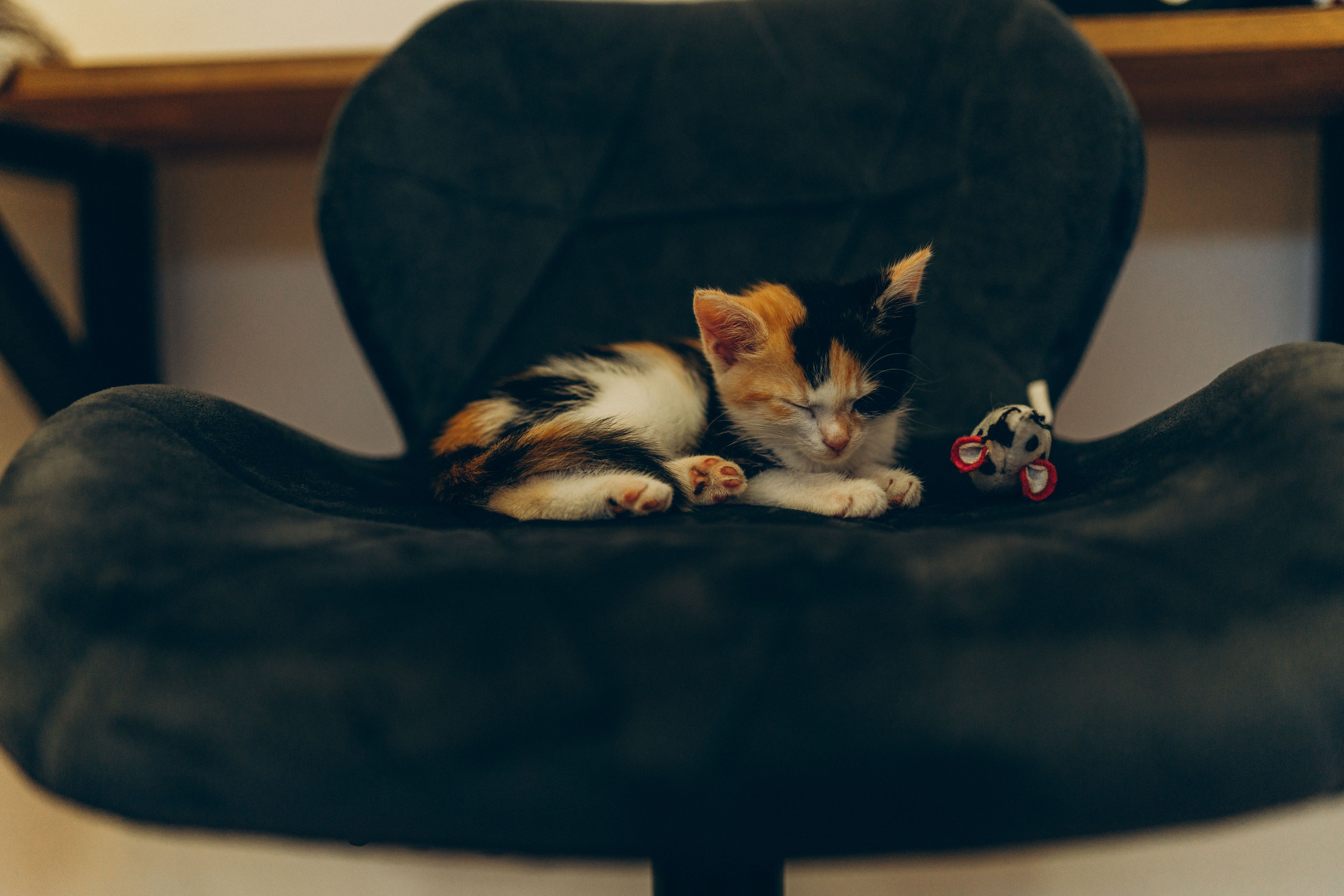 Соник. Фотограф анималист в Спб недорого Олеся Майорова