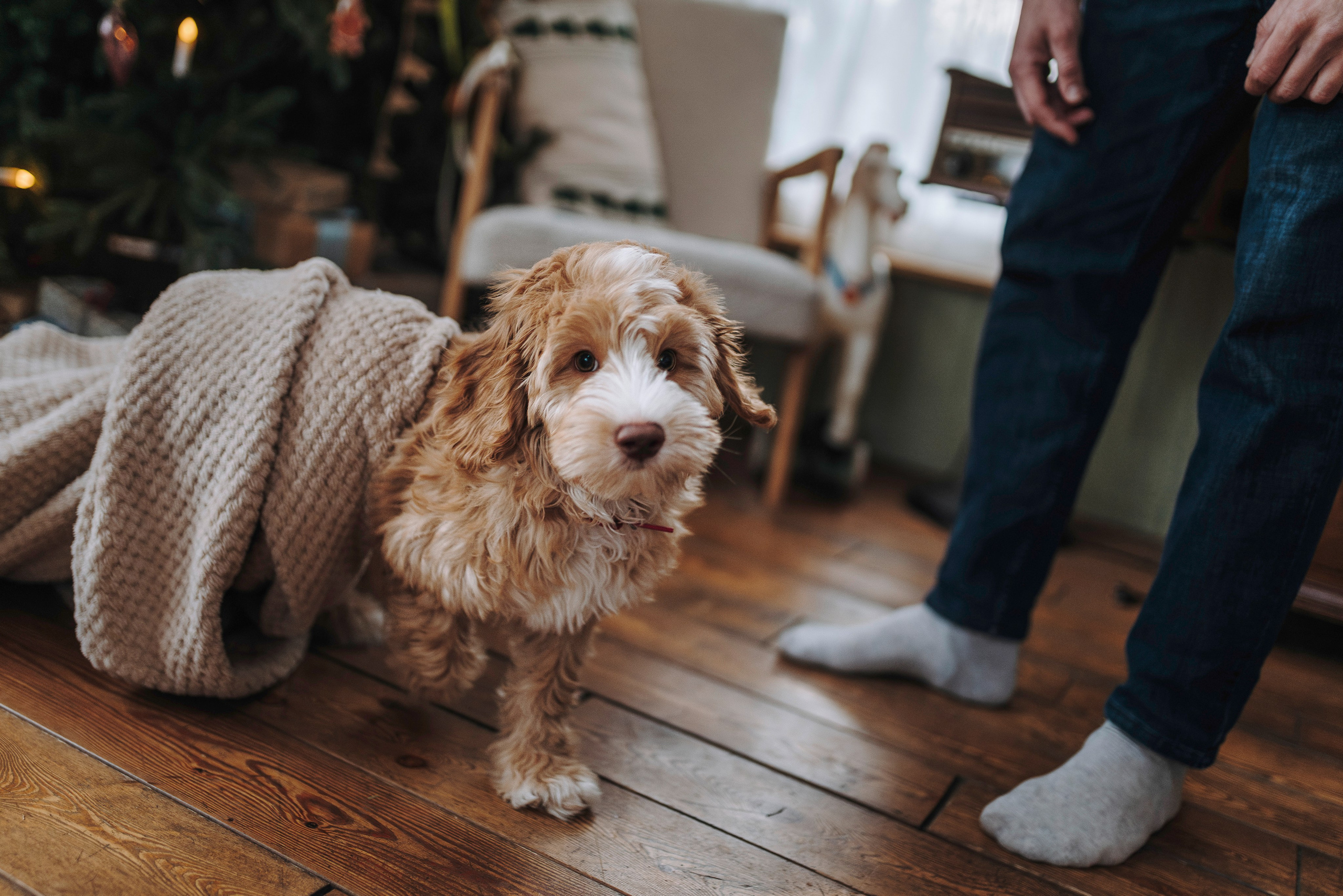 Мёрфи, Таня и Антон. Фотограф анималист в Спб недорого Олеся Майорова
